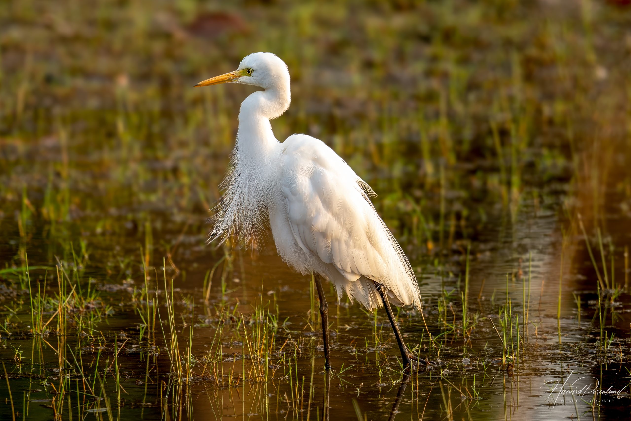 Medium Egret (Ardea intermedia) @ Kanha National Park, India. Photo: Håvard Rosenlund