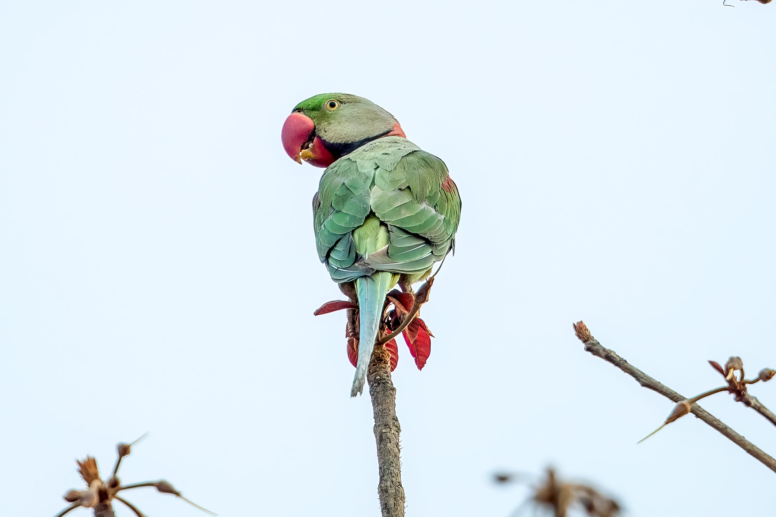 Aleksanderparakitt (Psittacula eupatria) @ Pench National Park, India. Foto: Håvard Rosenlund