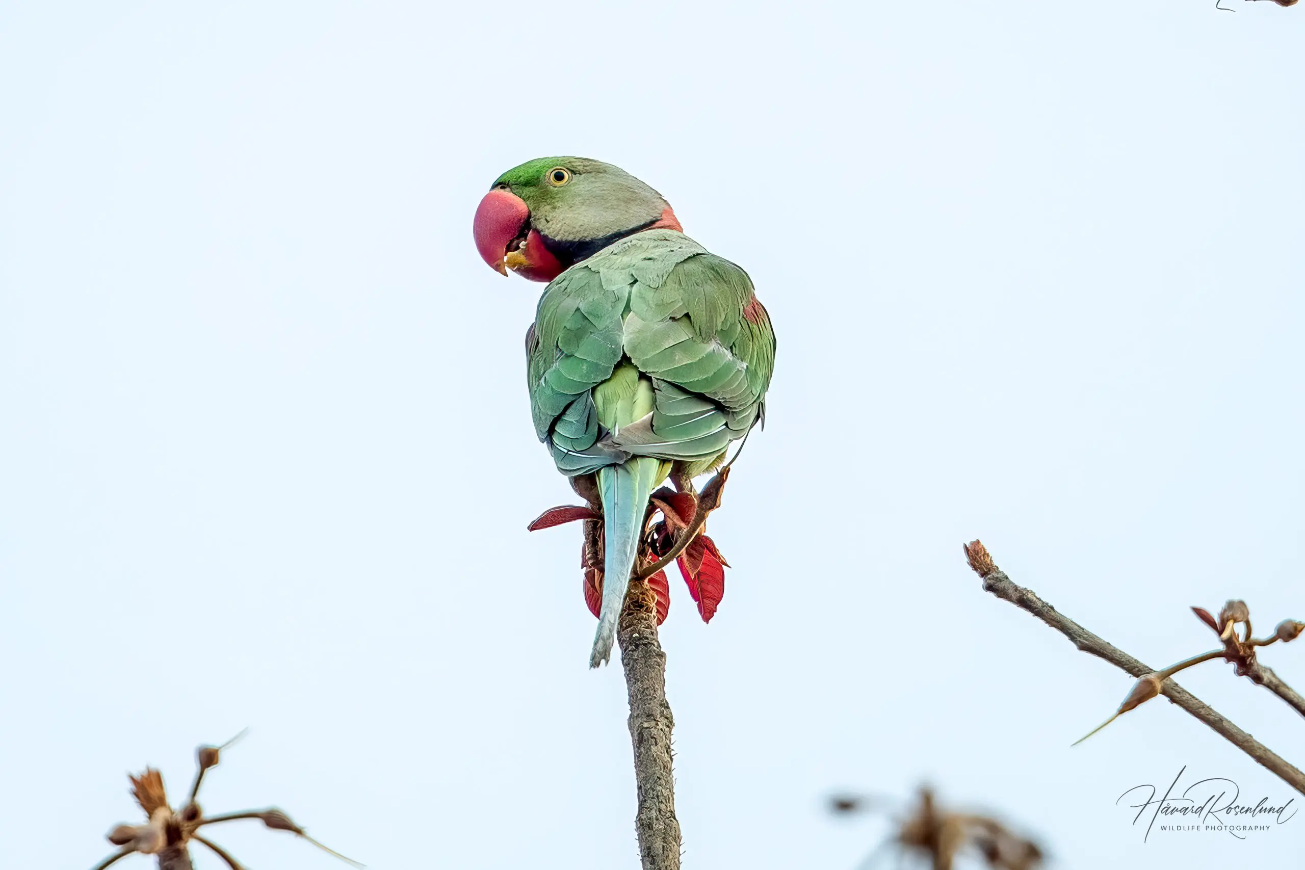 Alexandrine Parakeet (Psittacula eupatria) @ Pench National Park, India. Photo: Håvard Rosenlund