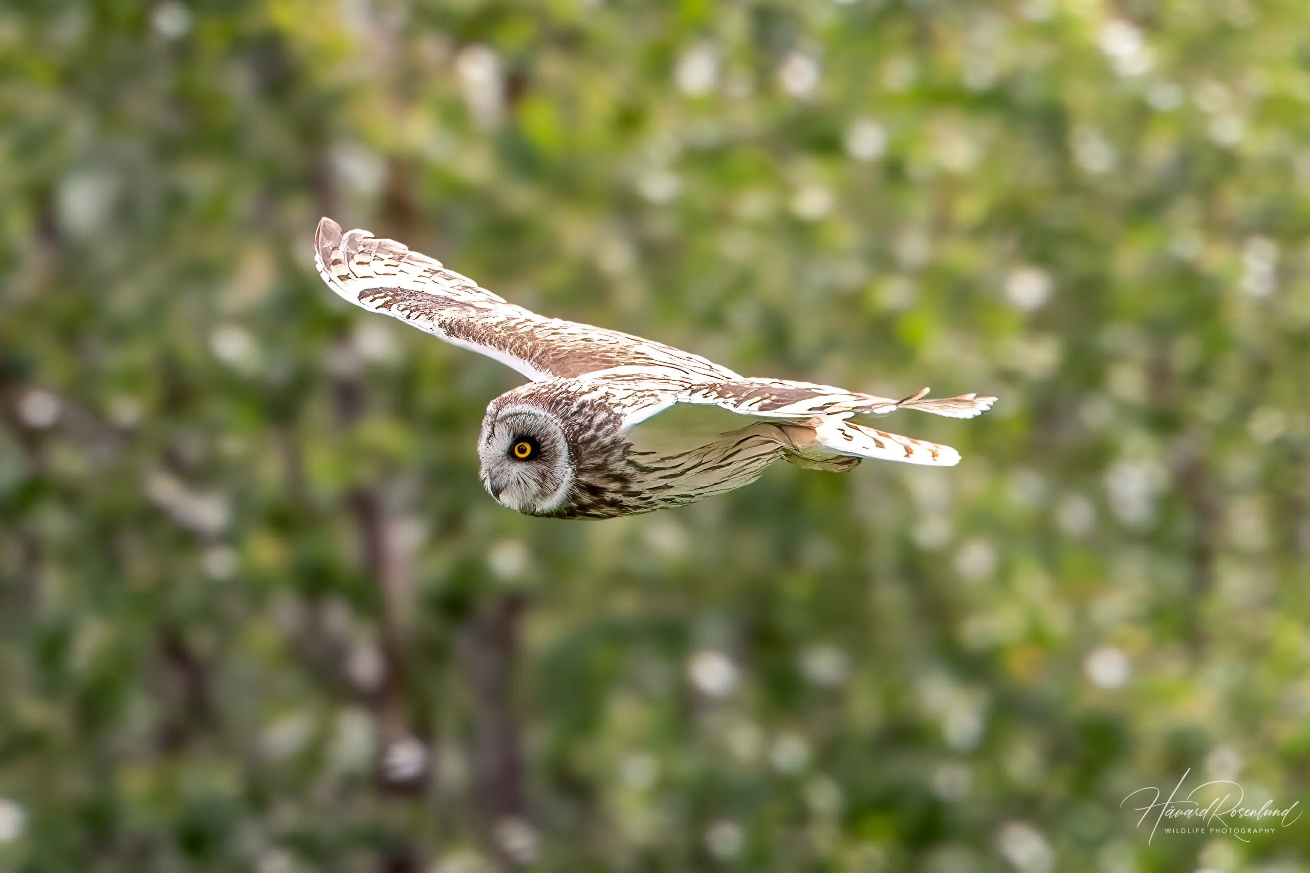 Short-eared Owl (Asio flammeus) @ Fokstumyra Nature Reserve, Norway. Photo: Håvard Rosenlund