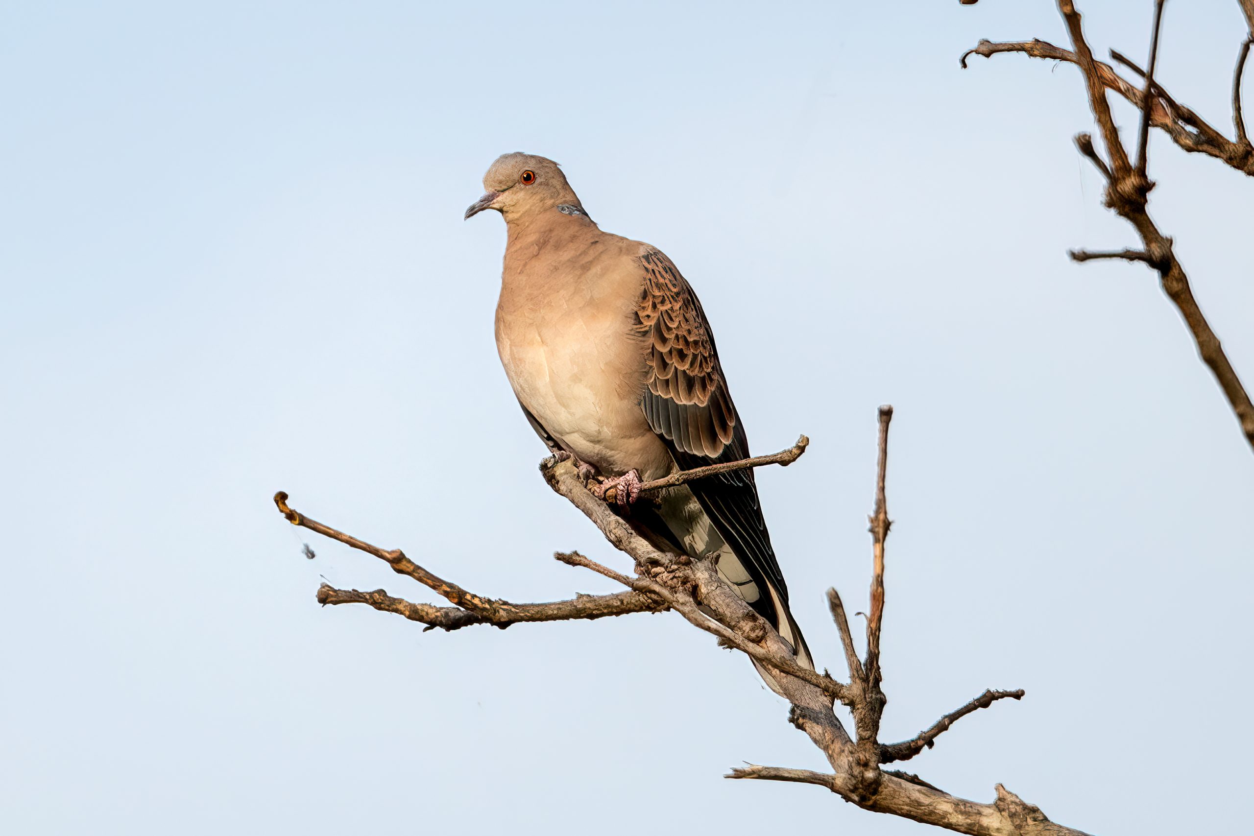 Oriental Turtle Dove (Streptopelia orientalis) @ Kanha National Park, India. Photo: Håvard Rosenlund