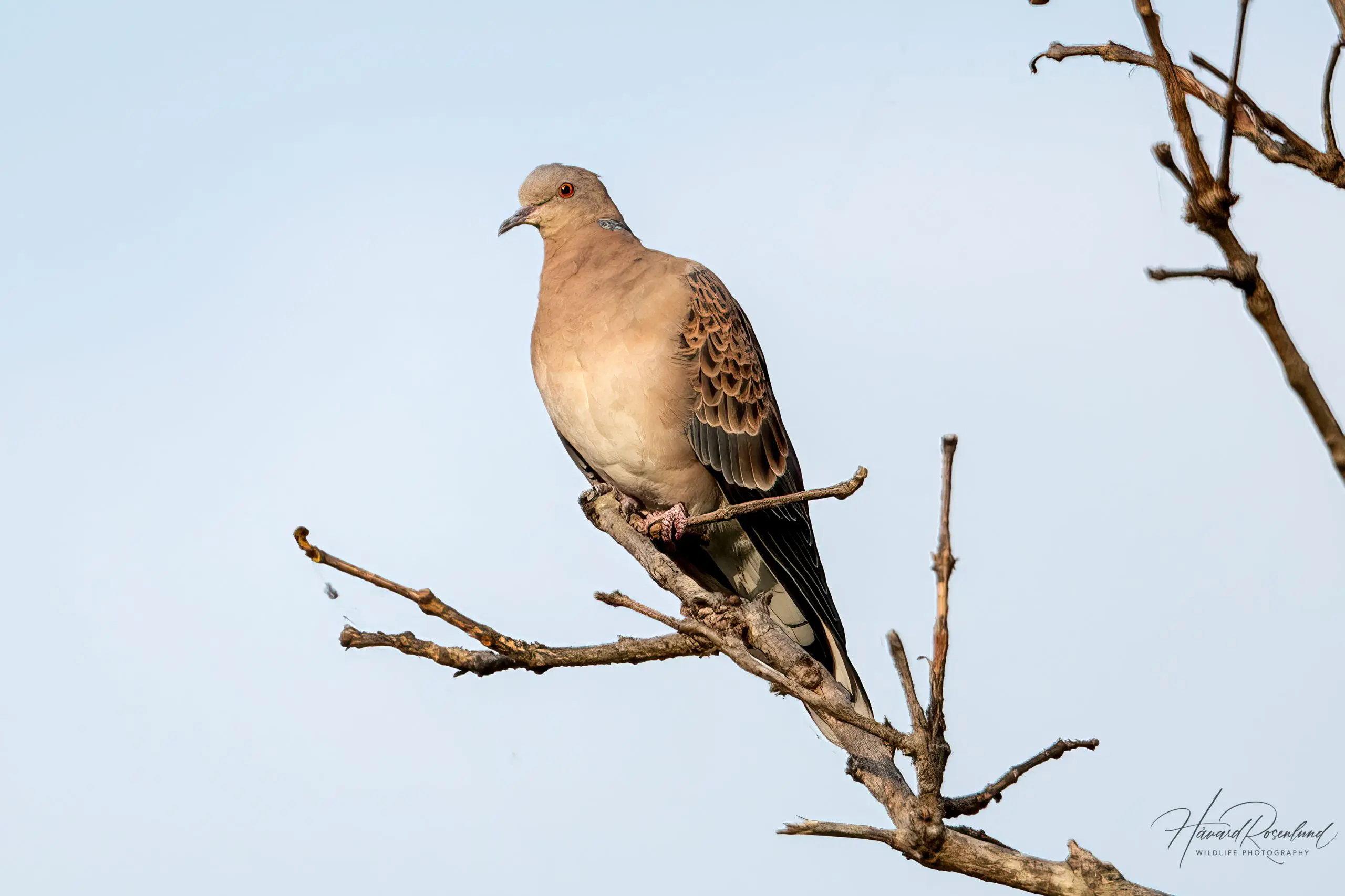 Oriental Turtle Dove (Streptopelia orientalis) @ Kanha National Park, India. Photo: Håvard Rosenlund