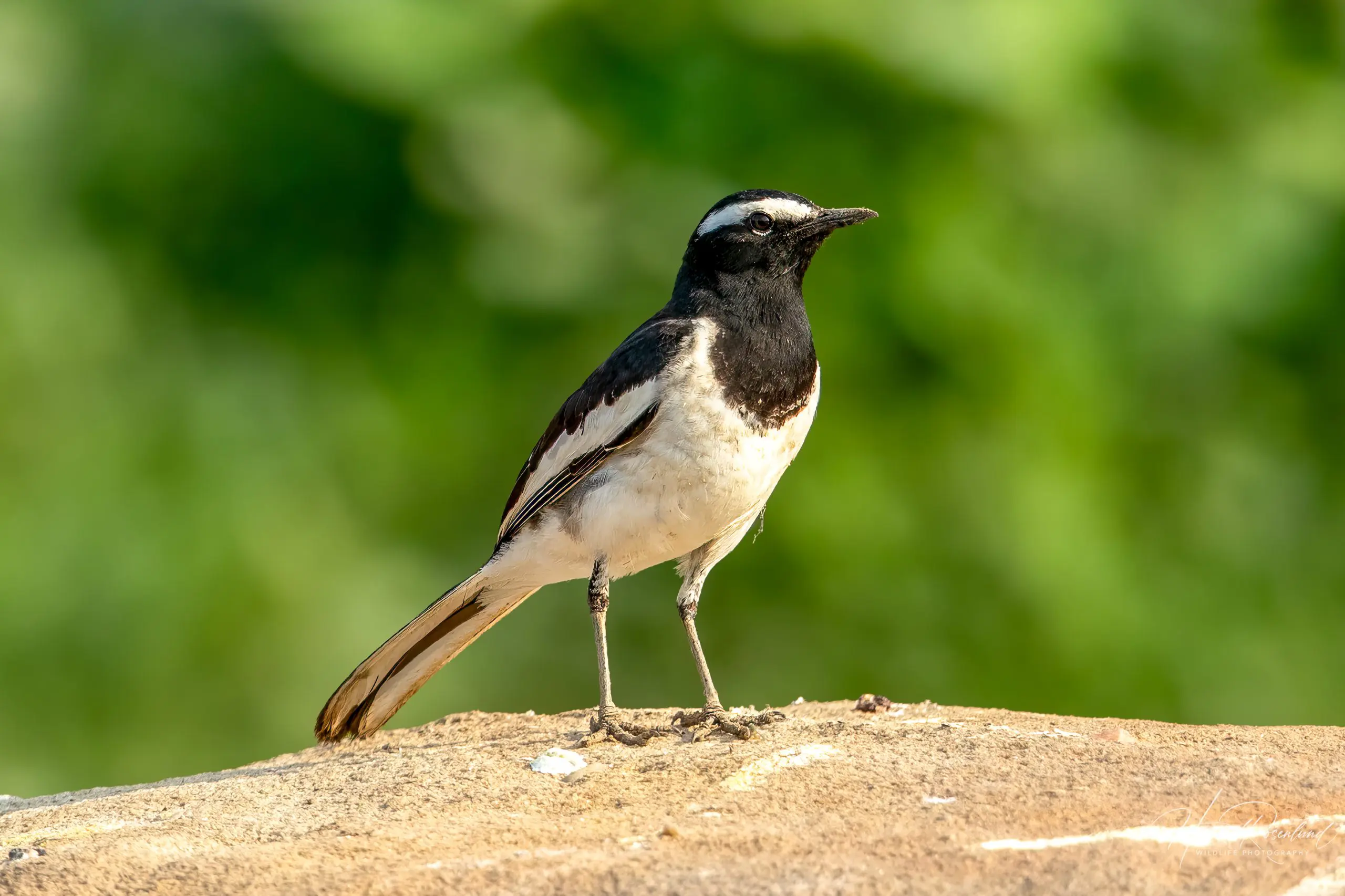 White-browed Wagtail (Motacilla maderaspatensis) @ Satpura National Park, India. Photo: Håvard Rosenlund