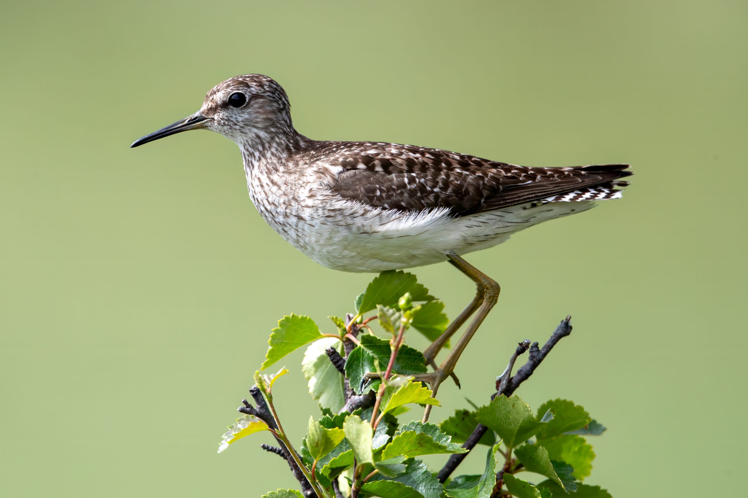 Wood Sandpiper (Tringa glareola) @ Fokstumyra Nature Reserve, Norway. Photo: Håvard Rosenlund