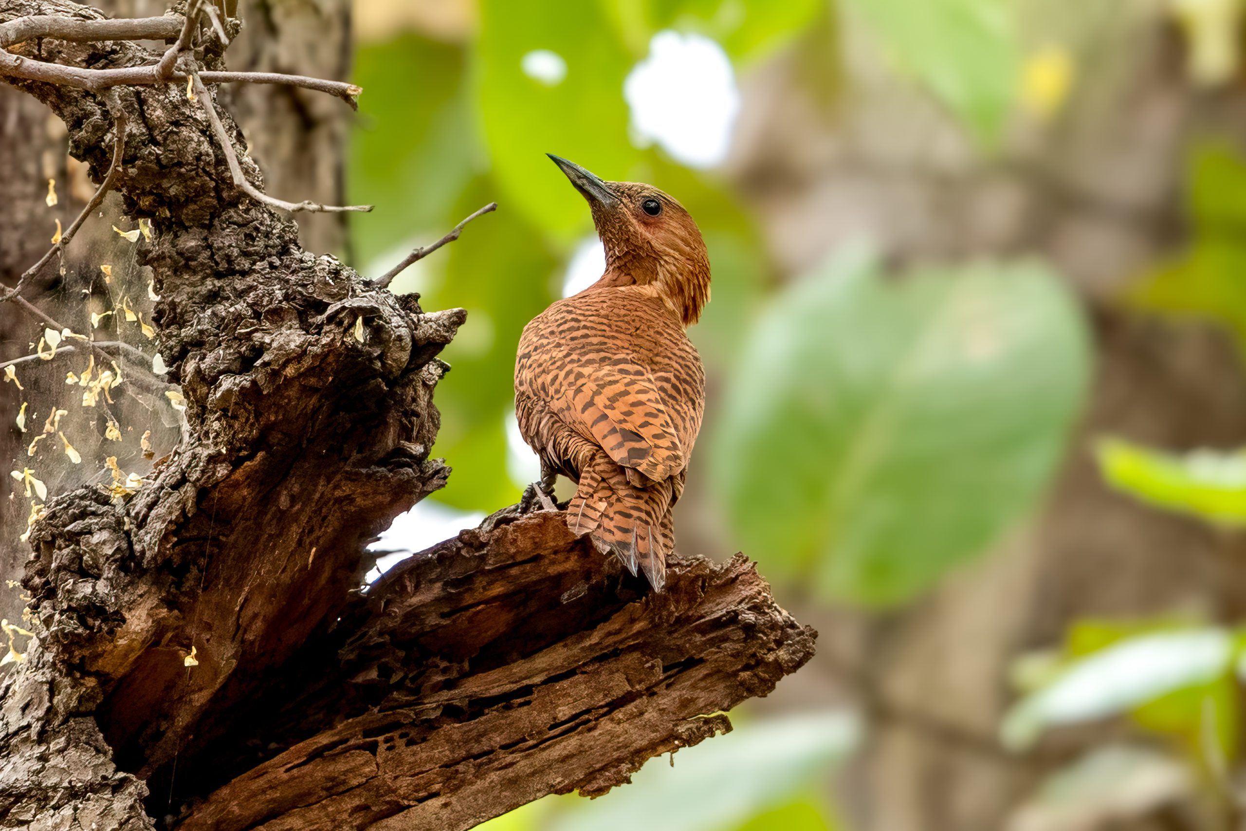 Rufous Woodpecker (Micropternus brachyurus) @ Kanha National Park, India. Photo: Håvard Rosenlund