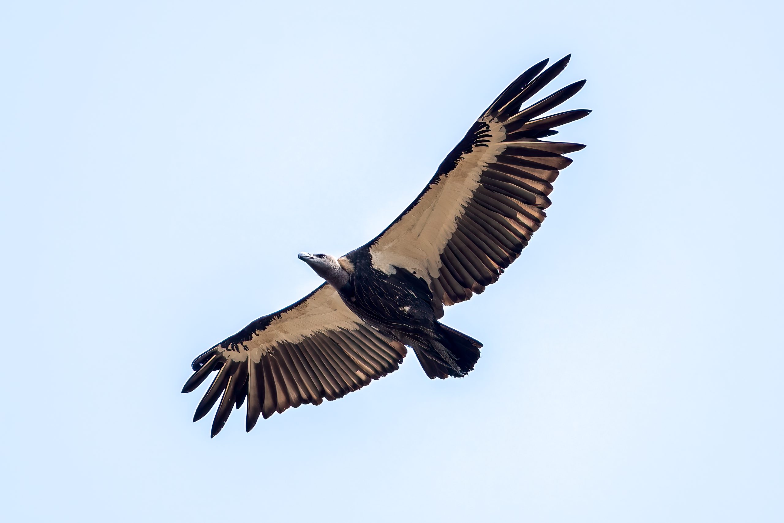 White-rumped Vulture (Gyps bengalensis) @ Pench National Park, India. Photo: Håvard Rosenlund