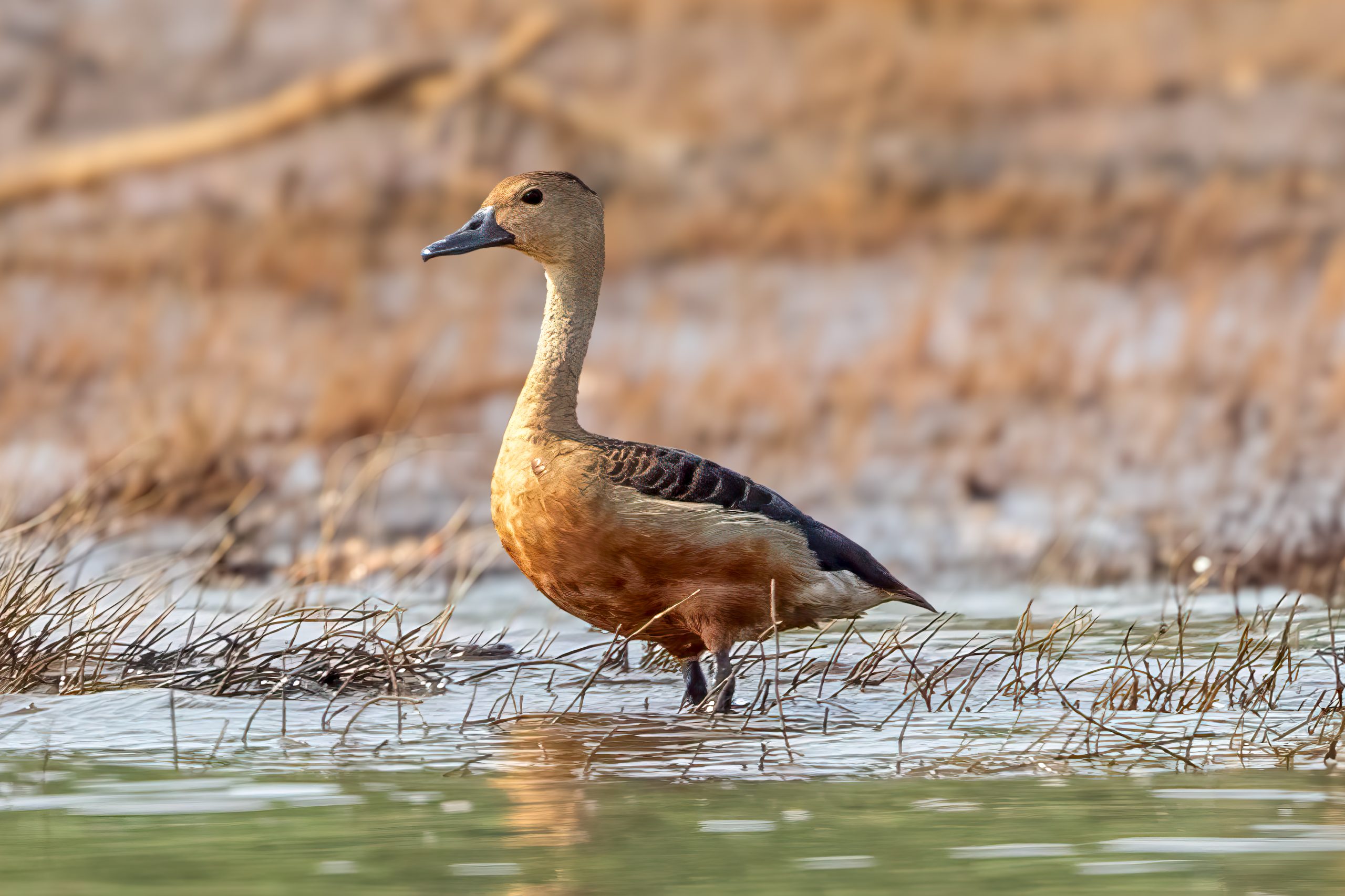 Lesser Whistling-Duck (Dendrocygna javanica) @ Satpura National Park, India. Photo: Håvard Rosenlund