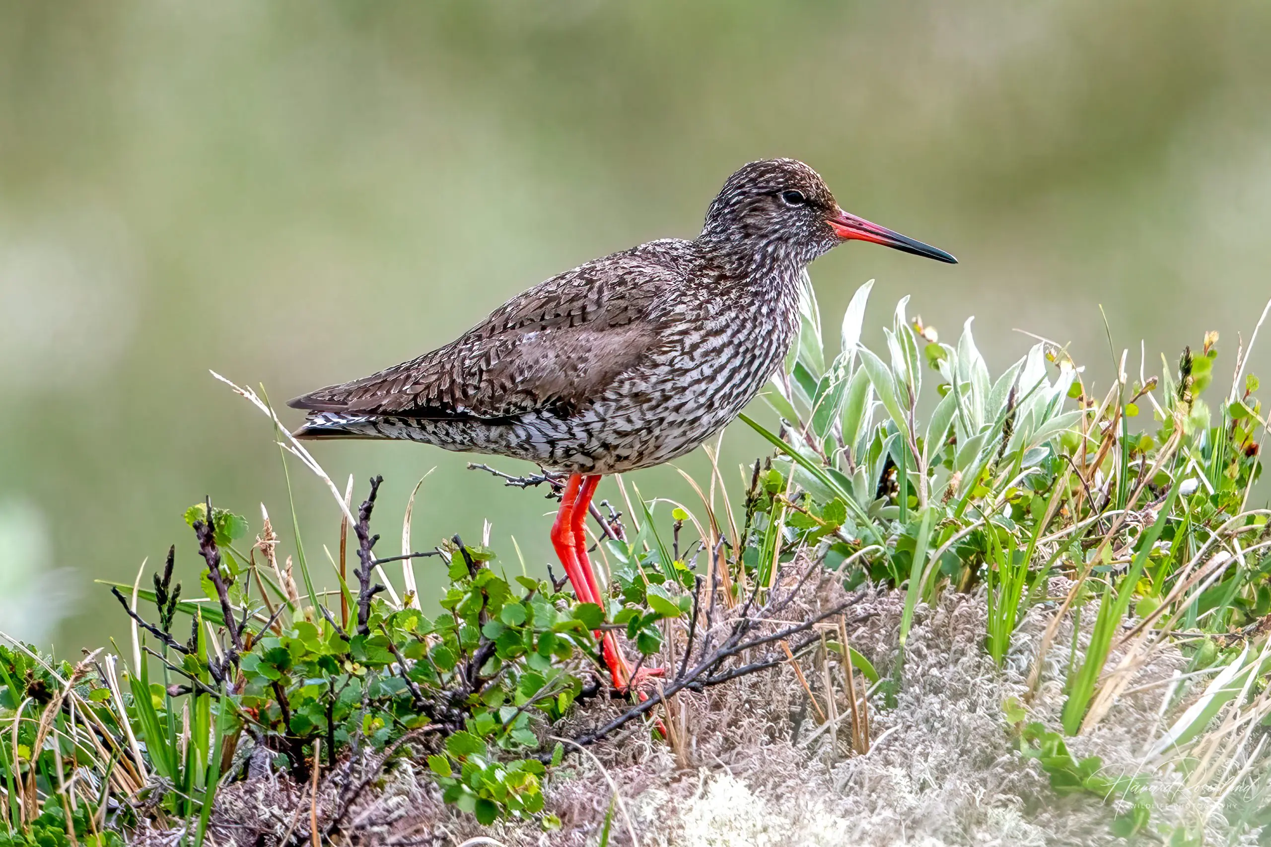 Common Redshank (Tringa totanus) @ Dovrefjell-Sunndalsfjella National Park, Norway. Photo: Håvard Rosenlund