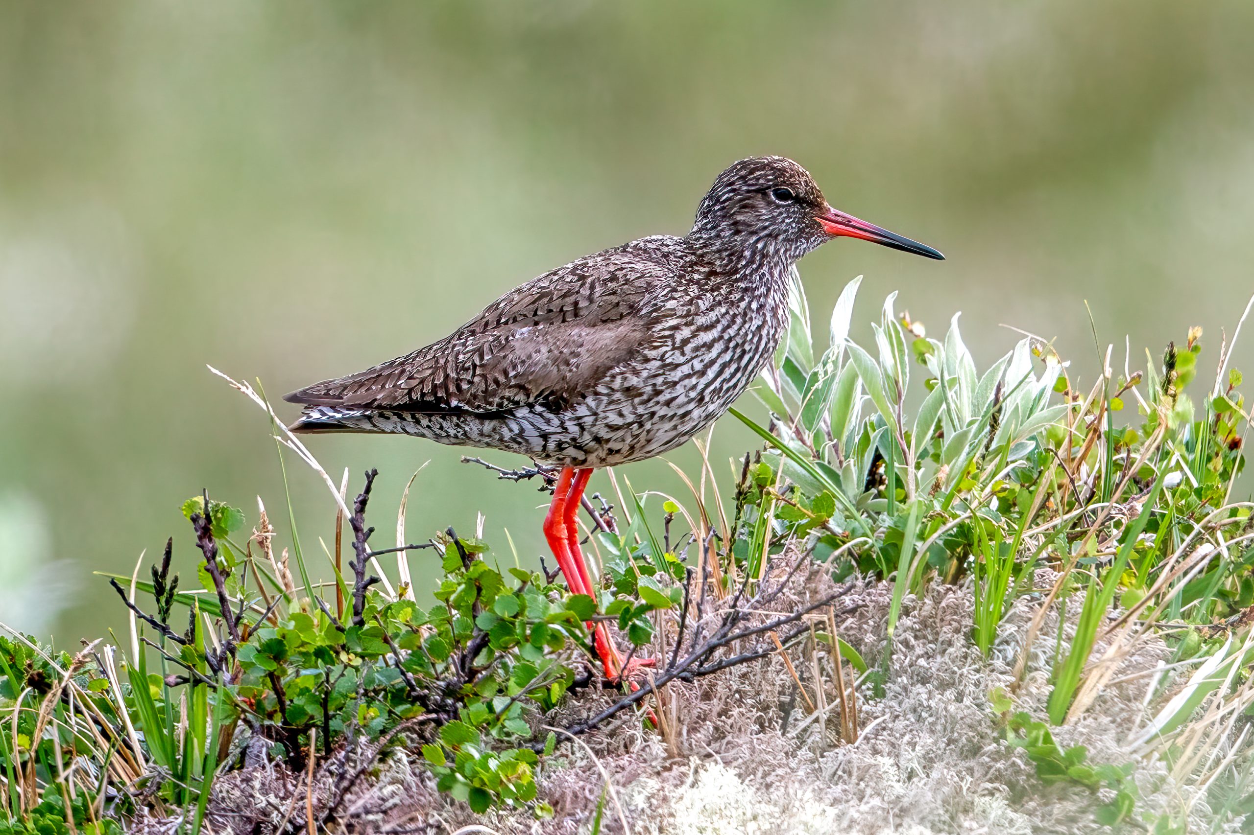 Rødstilk (Tringa totanus) @ Dovrefjell-Sunndalsfjella Nasjonalpark. Foto: Håvard Rosenlund