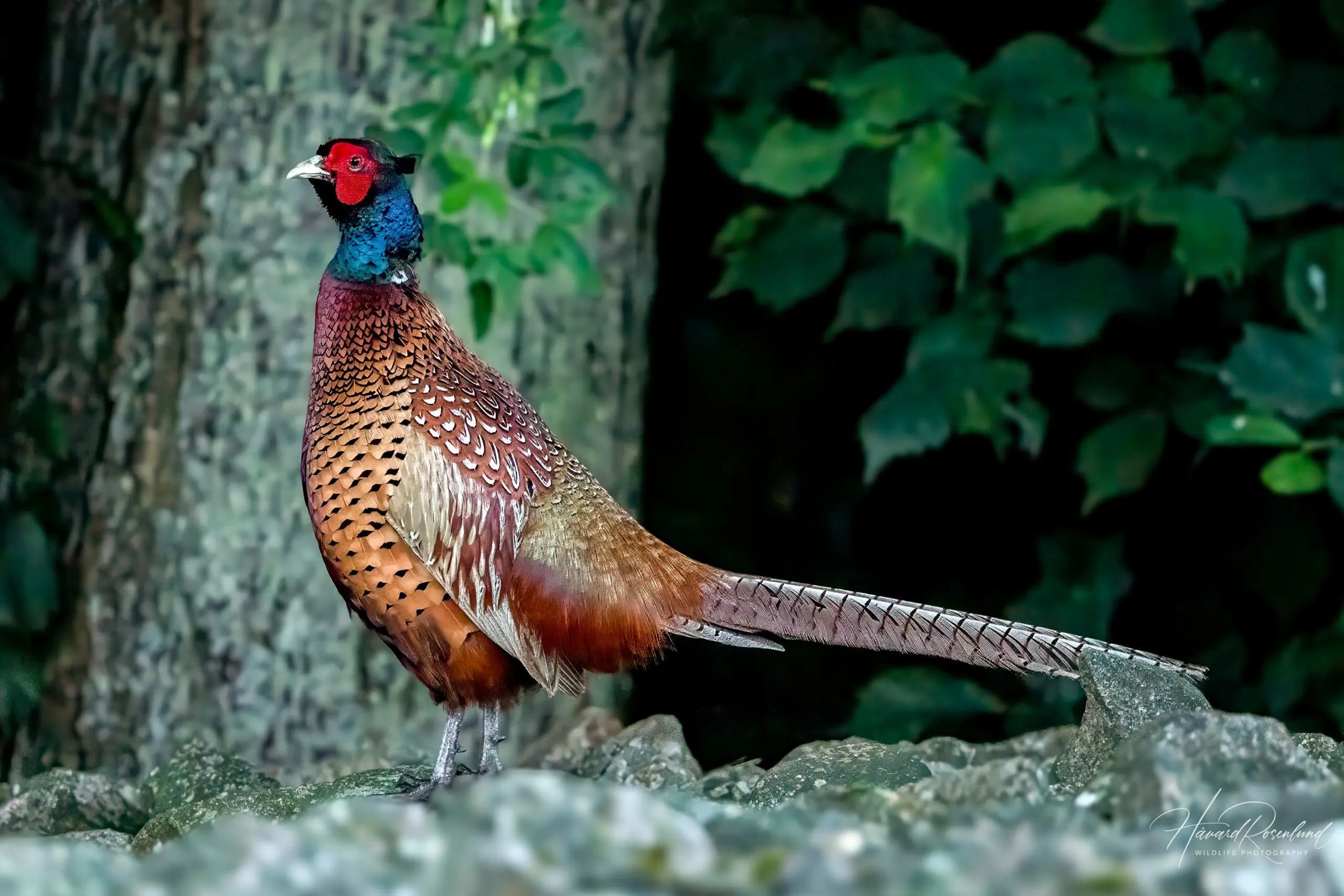 Common Pheasant (Phasianus colchicus) @ Ystad, Sweden. Photo: Håvard Rosenlund