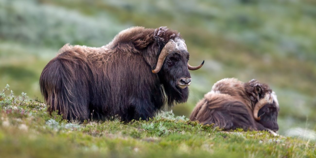 Muskox (Ovibos moschatus) @ Dovrefjell-Sunndalsfjella National Park, Norway. Photo: Håvard Rosenlund