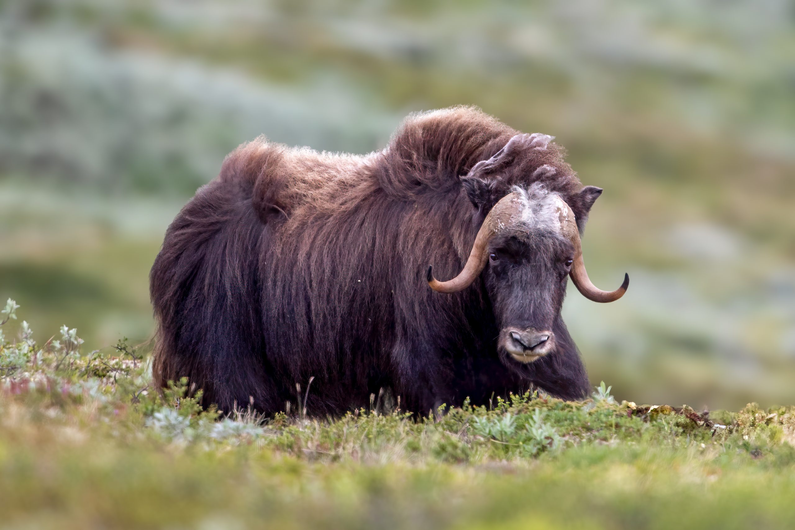 Moskusfe (Ovibos moschatus) @ Dovrefjell-Sunndalsfjella Nasjonalpark. Foto: Håvard Rosenlund