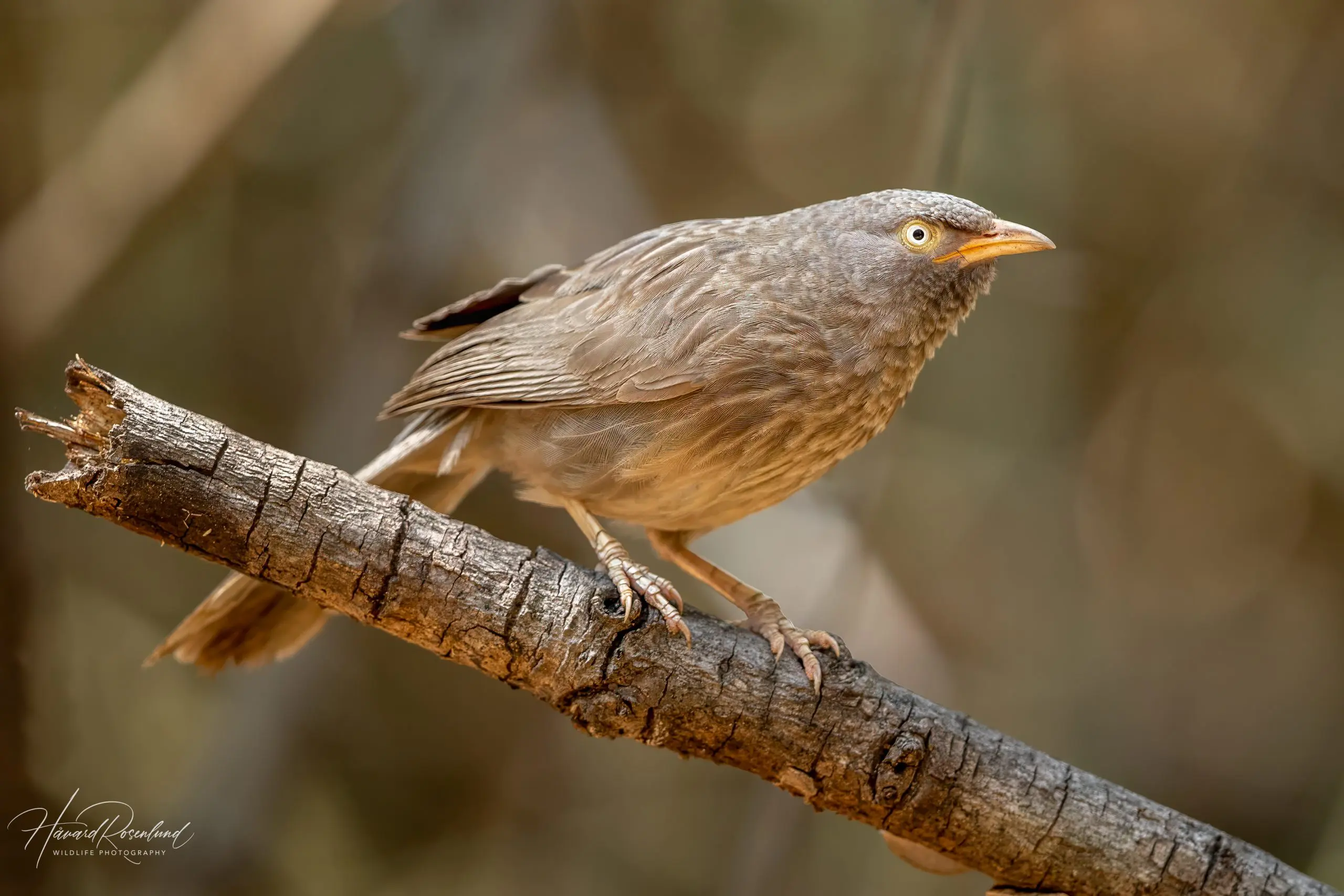 Jungle Babbler (Argya striata) @ Pench National Park, India. Photo: Håvard Rosenlund