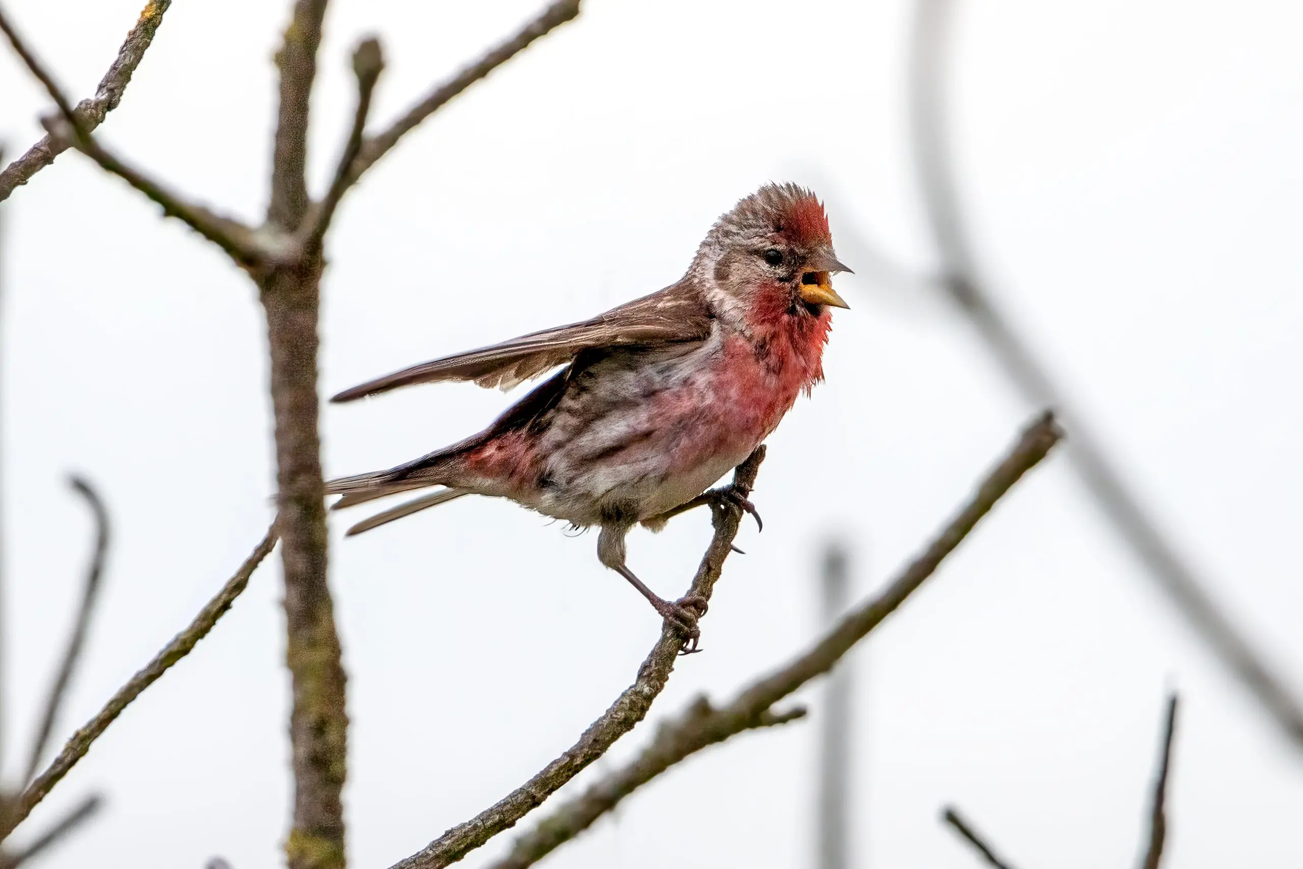 Lesser Redpoll (Acanthis cabaret) @ Lista, Norway. Photo: Håvard Rosenlund