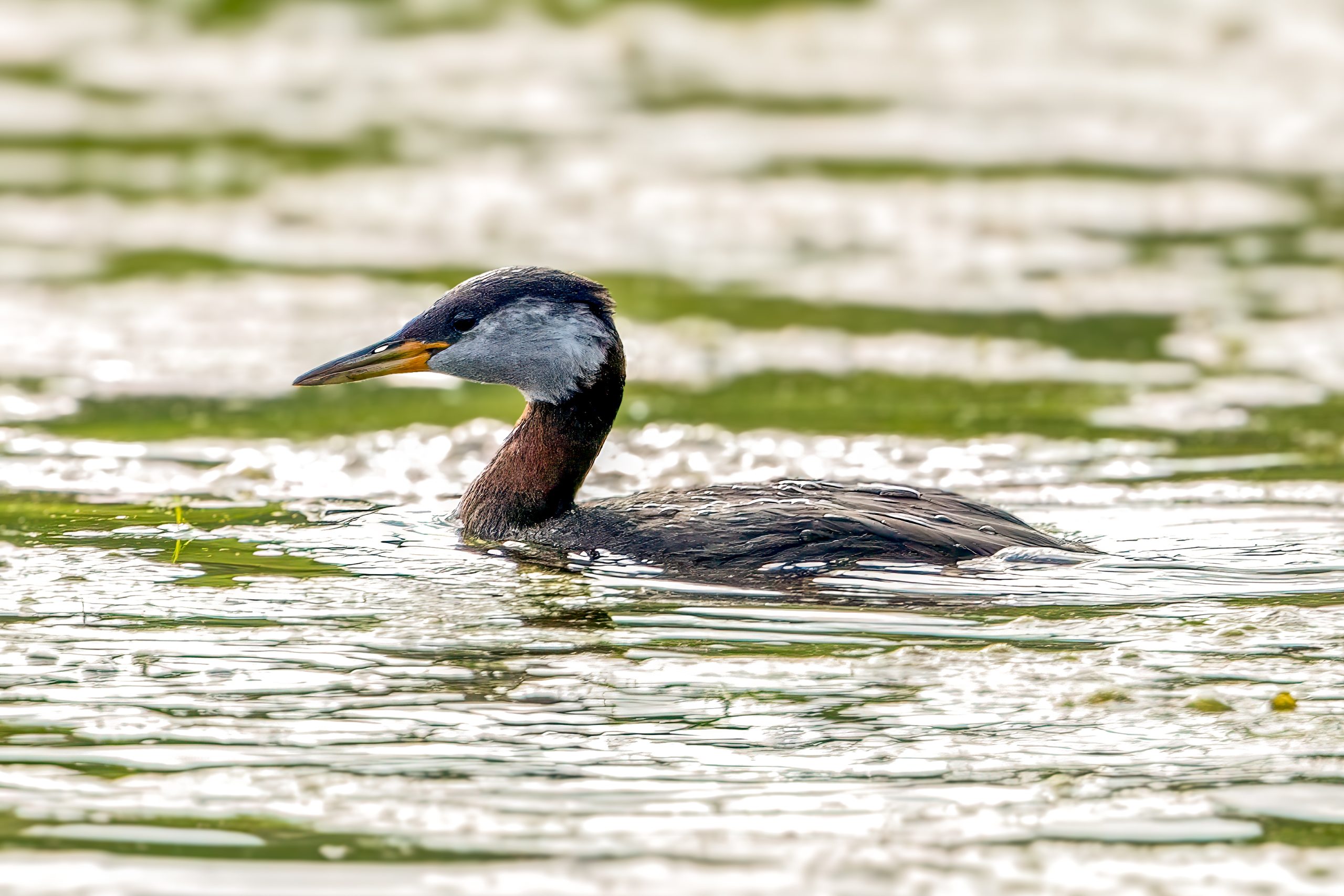 Red-necked Grebe (Podiceps grisegena) @ Fyledalen, Sweden. Photo: Håvard Rosenlund