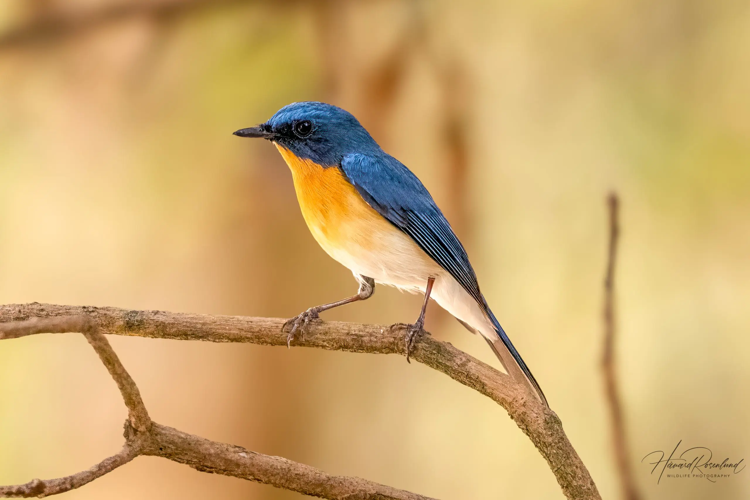 Tickell's Blue Flycatcher (Cyornis tickelliae) @ Kanha National Park, India. Photo: Håvard Rosenlund