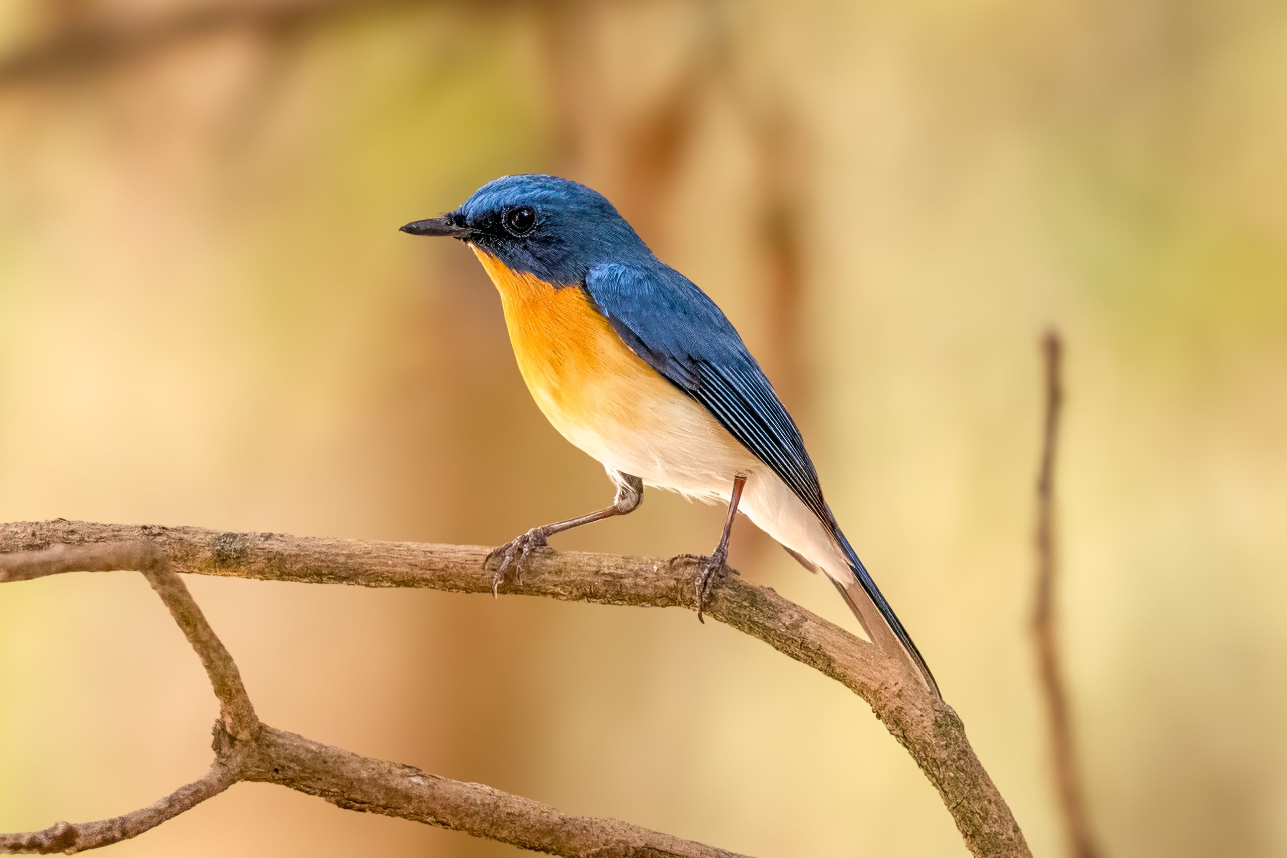 Buskfluesnapper (Cyornis tickelliae) @ Kanha National Park, India. Foto: Håvard Rosenlund