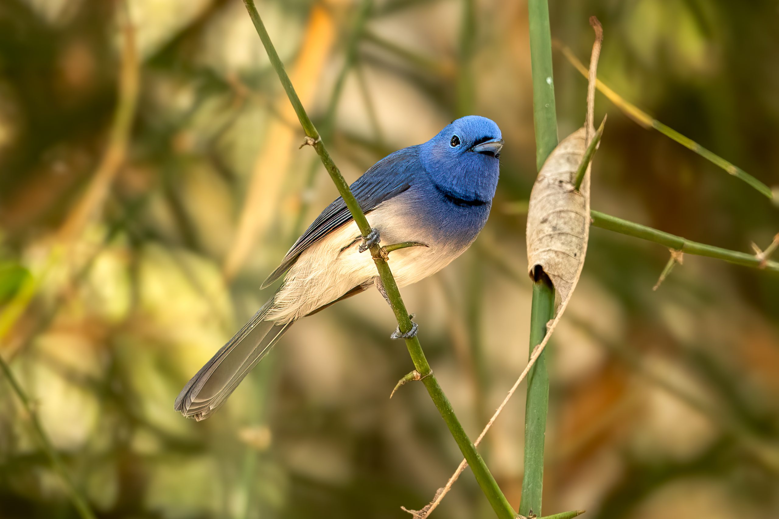 Black-naped Monarch (Hypothymis azurea) - Male @ Kanha National Park, India. Photo: Håvard Rosenlund