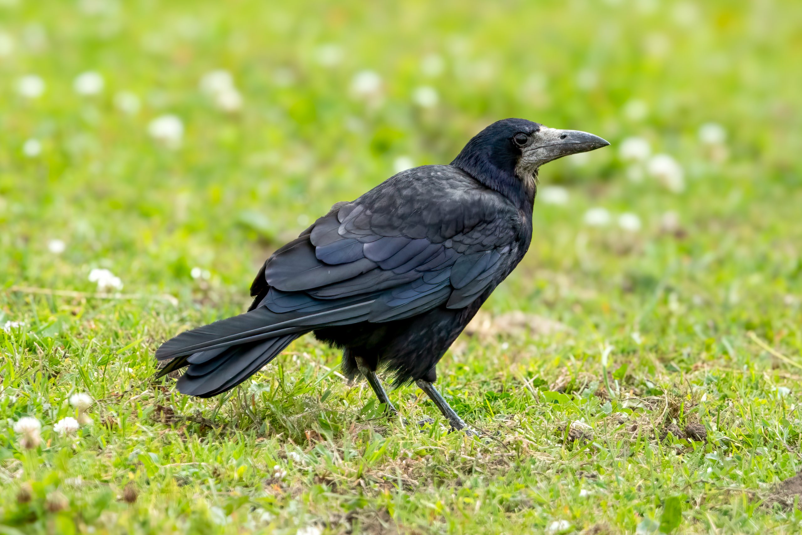 Rook (Corvus frugilegus) @ Fyledalen, Sweden. Photo: Håvard Rosenlund