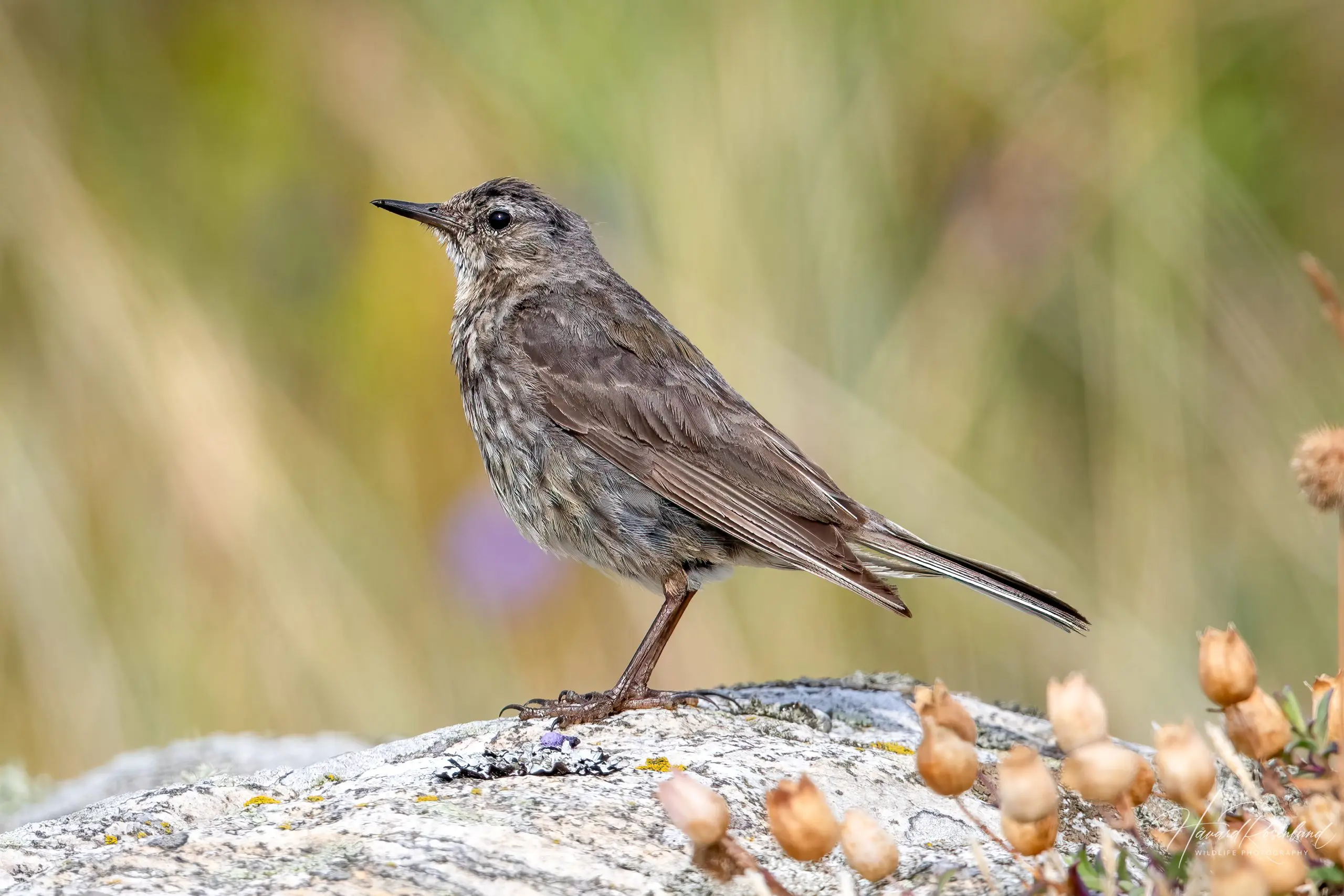 Rock Pipit (Anthus petrosus) @ Lista, Norway. Photo: Håvard Rosenlund