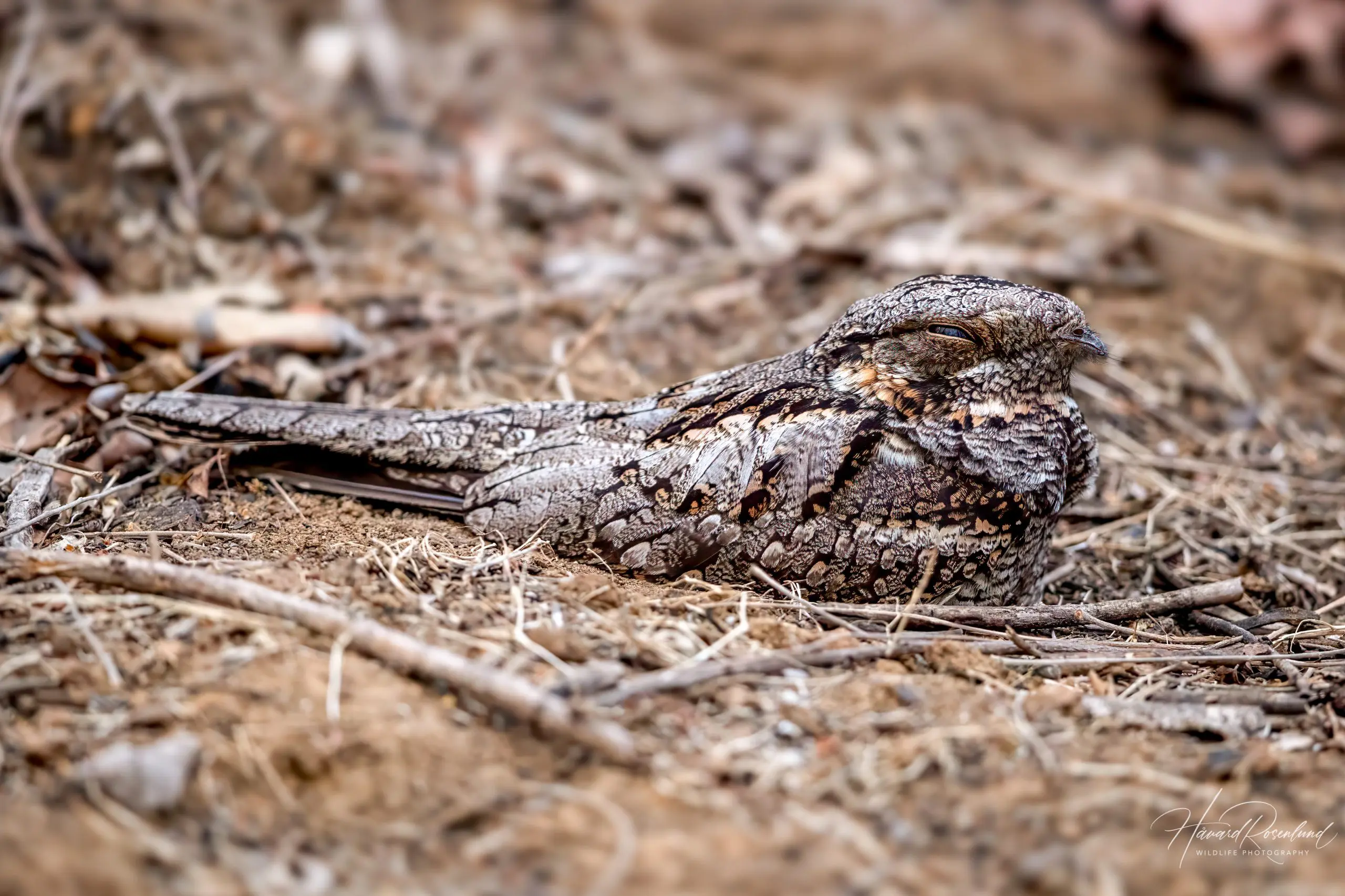 Jungle Nightjar (Caprimulgus indicus) @ Satpura National Park, India. Photo: Håvard Rosenlund