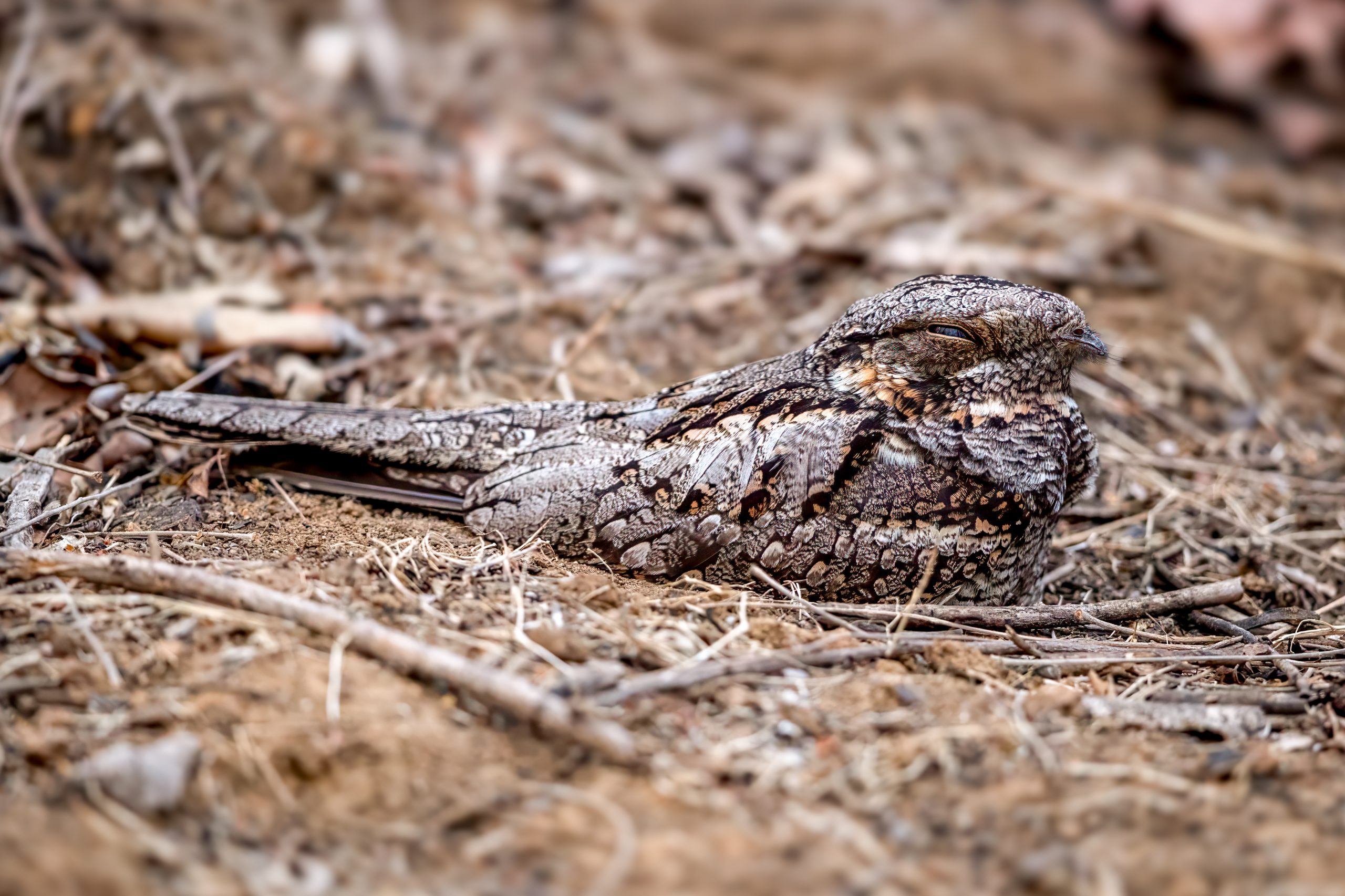 Jungle Nightjar (Caprimulgus indicus) @ Satpura National Park, India. Photo: Håvard Rosenlund