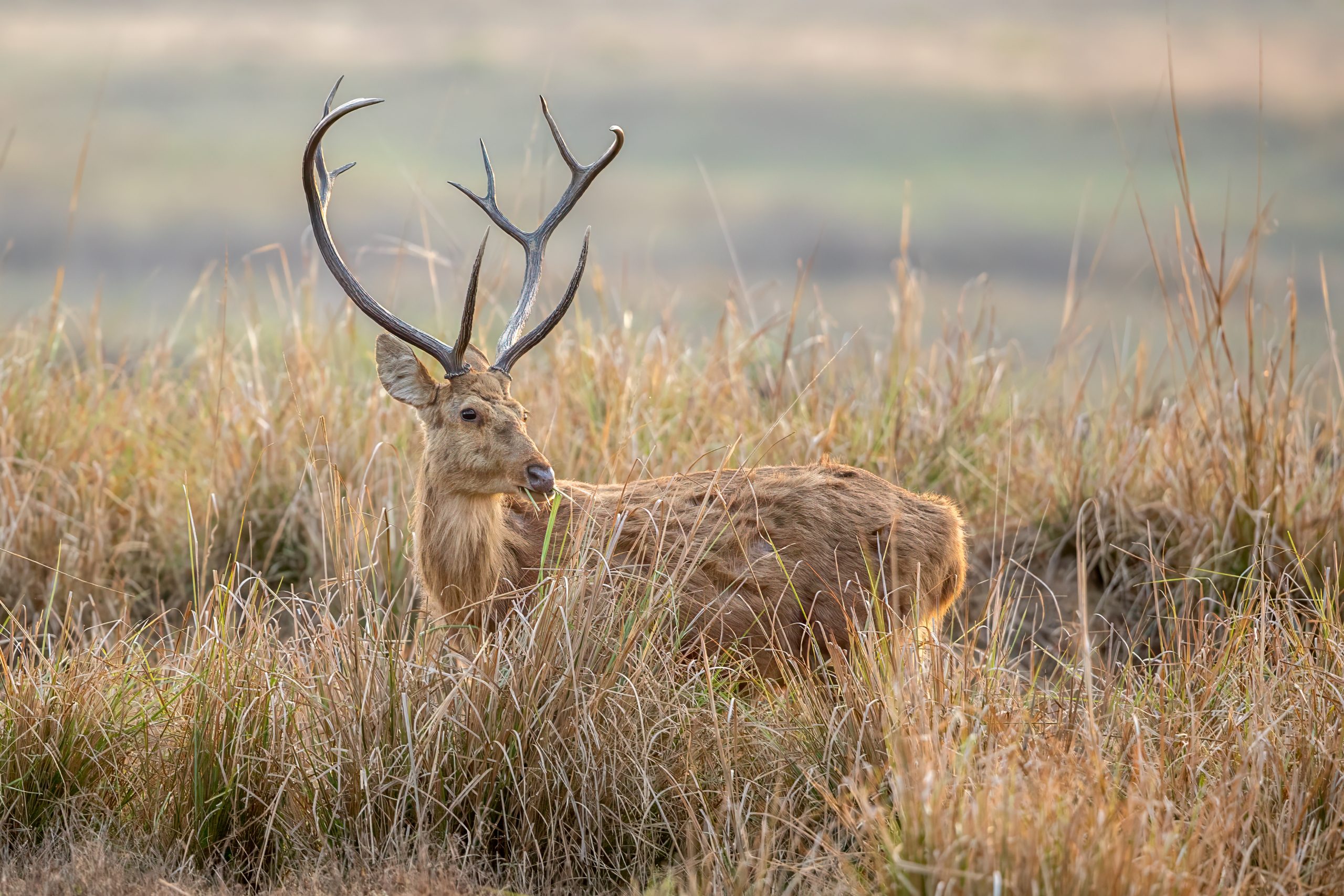 Barasingha (Rucervus duvaucelii) @ Kanha National Park, India. Photo: Håvard Rosenlund