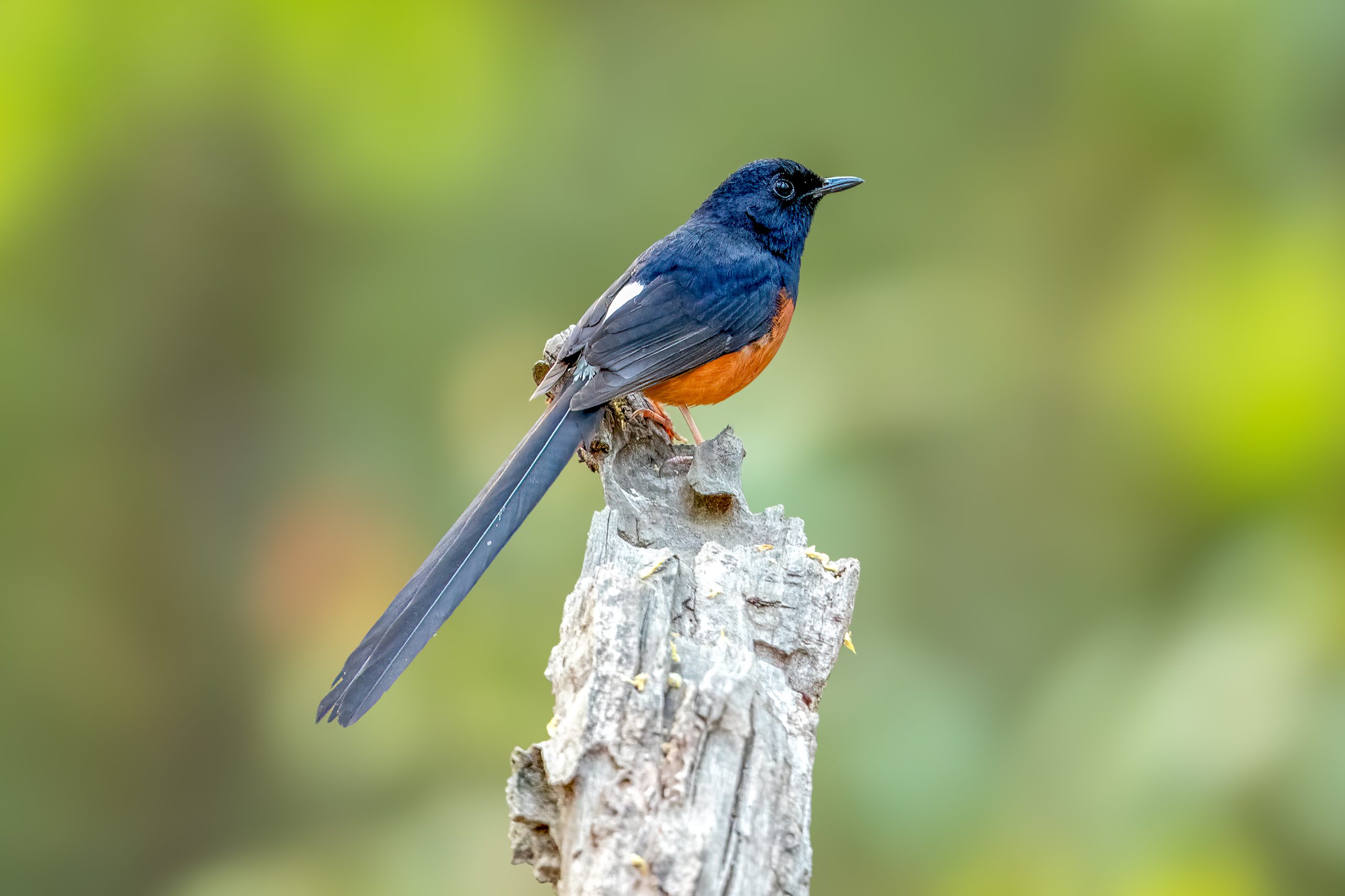 White-rumped Shama (Copsychus malabaricus) @ Kanha National Park, India. Photo: Håvard Rosenlund