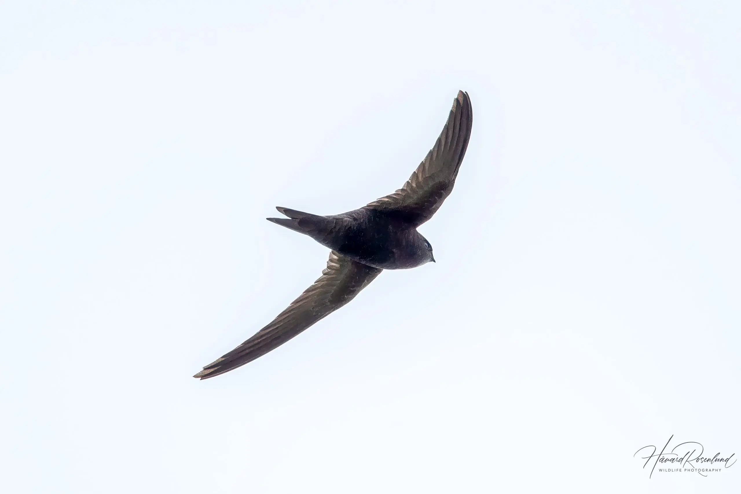 Common Swift (Apus apus) @ Ystad, Sweden. Photo: Håvard Rosenlund