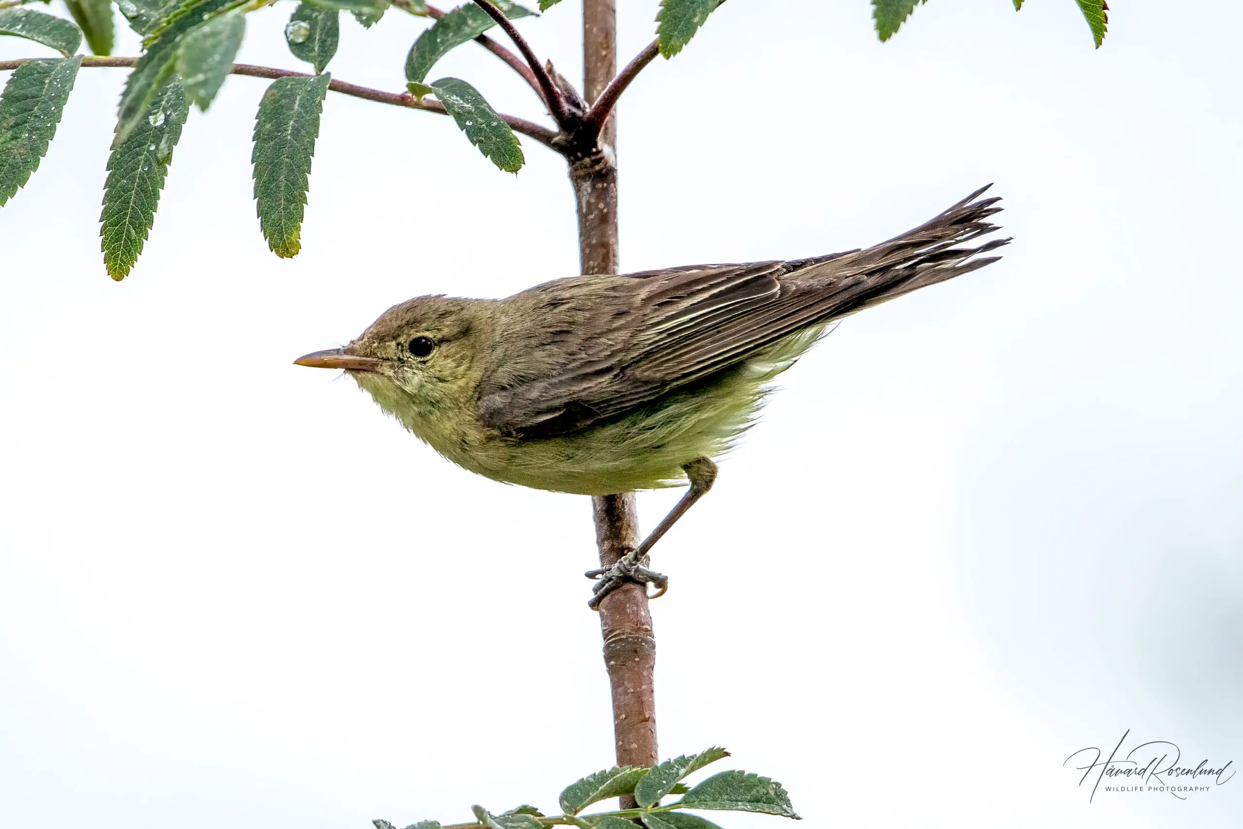 Icterine Warbler (Hippolais icterina) @ Härön, Sweden. Photo: Håvard Rosenlund