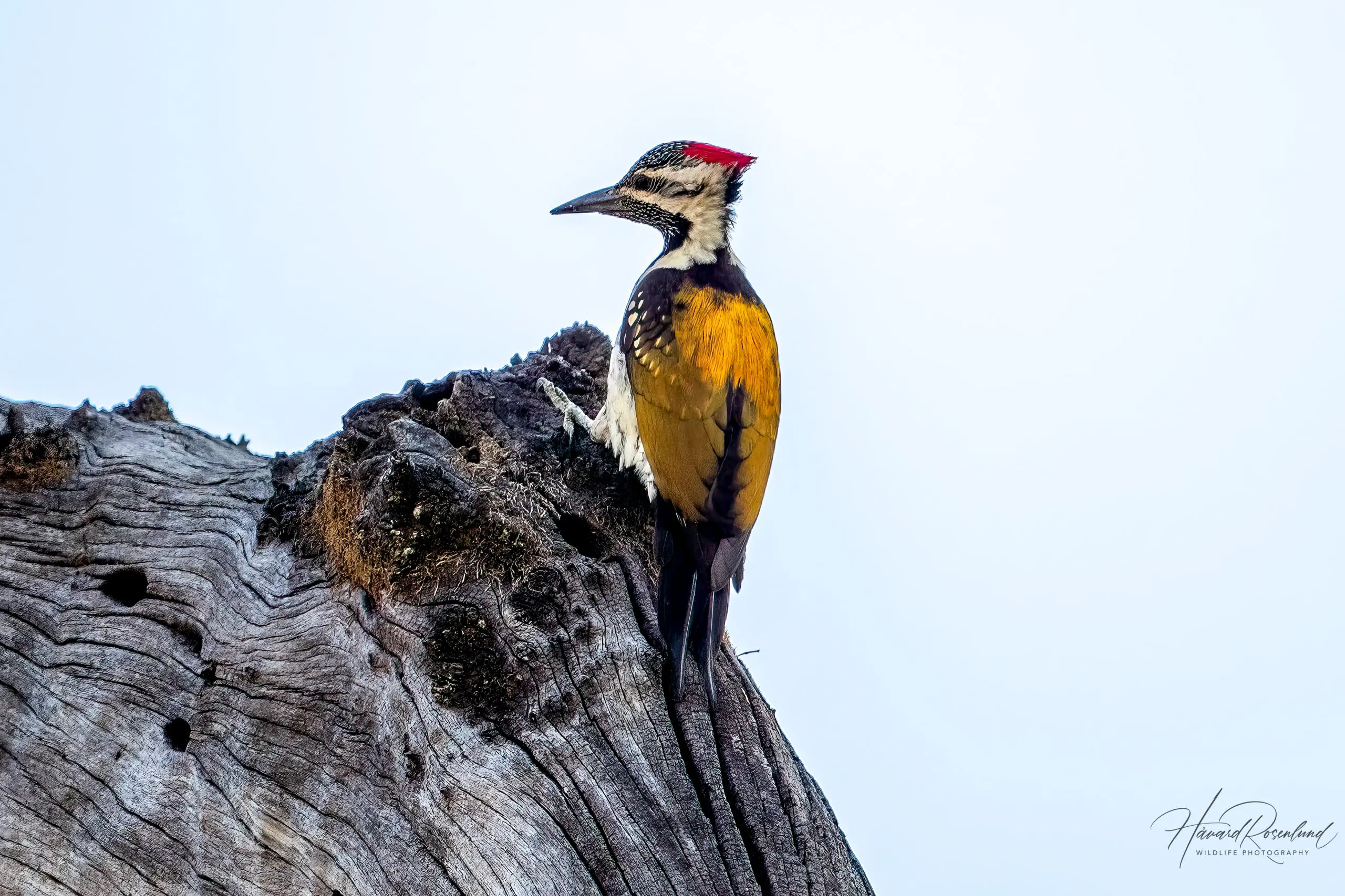 Black-rumped Flameback (Dinopium benghalense) @ Kanha National Park, India. Photo: Håvard Rosenlund