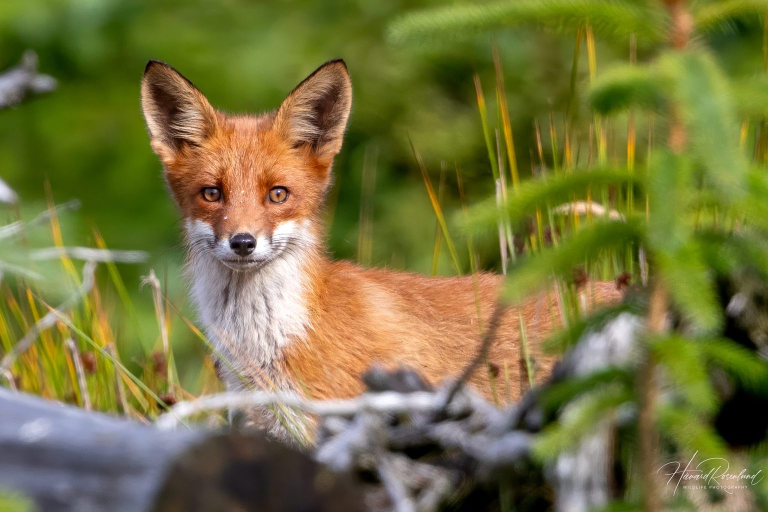 Rødrev (Vulpes vulpes) | Wildlife Vagabond