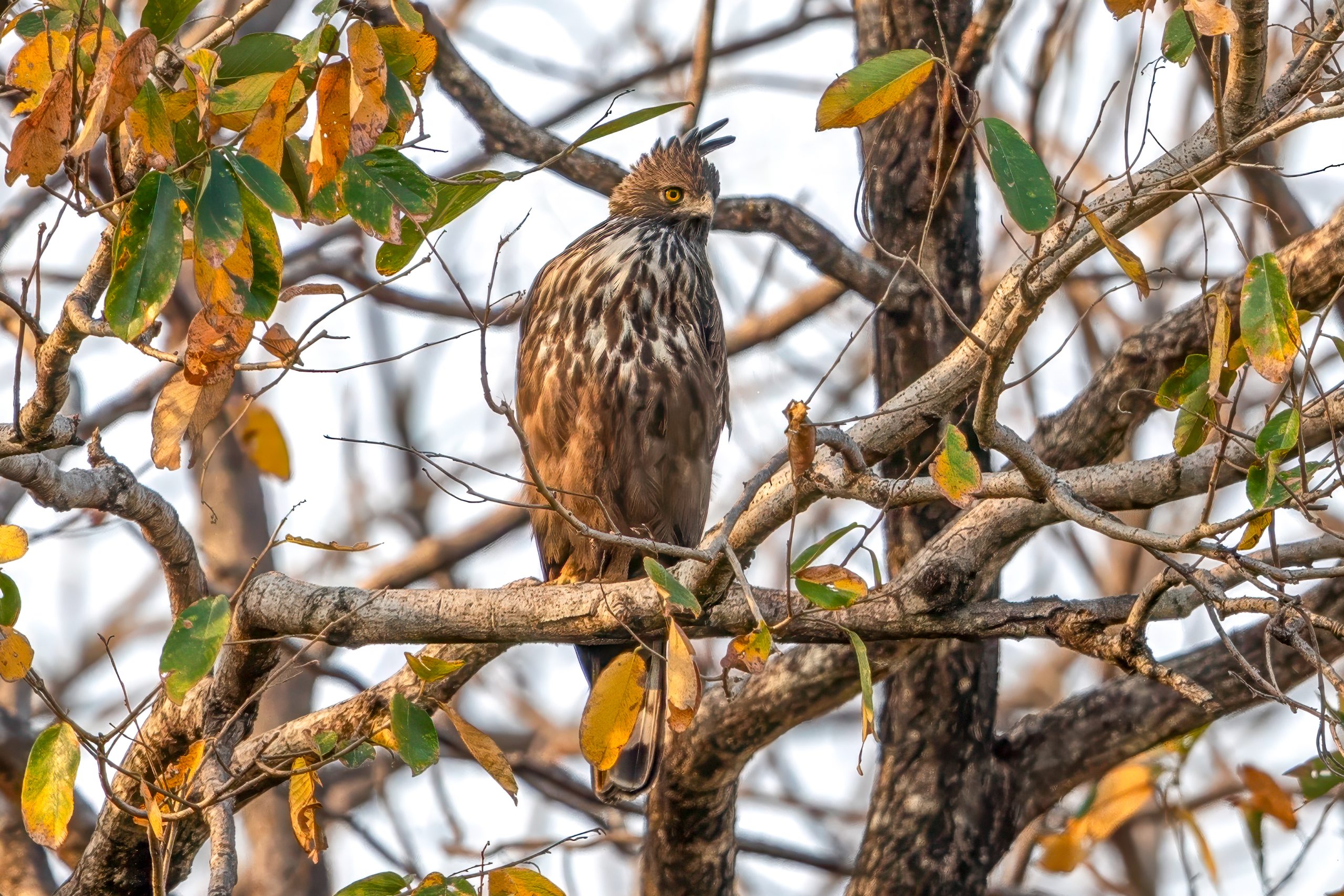 Indiaskogørn (Nisaetus cirrhatus) @ Satpura National Park, India. Foto: Håvard Rosenlund