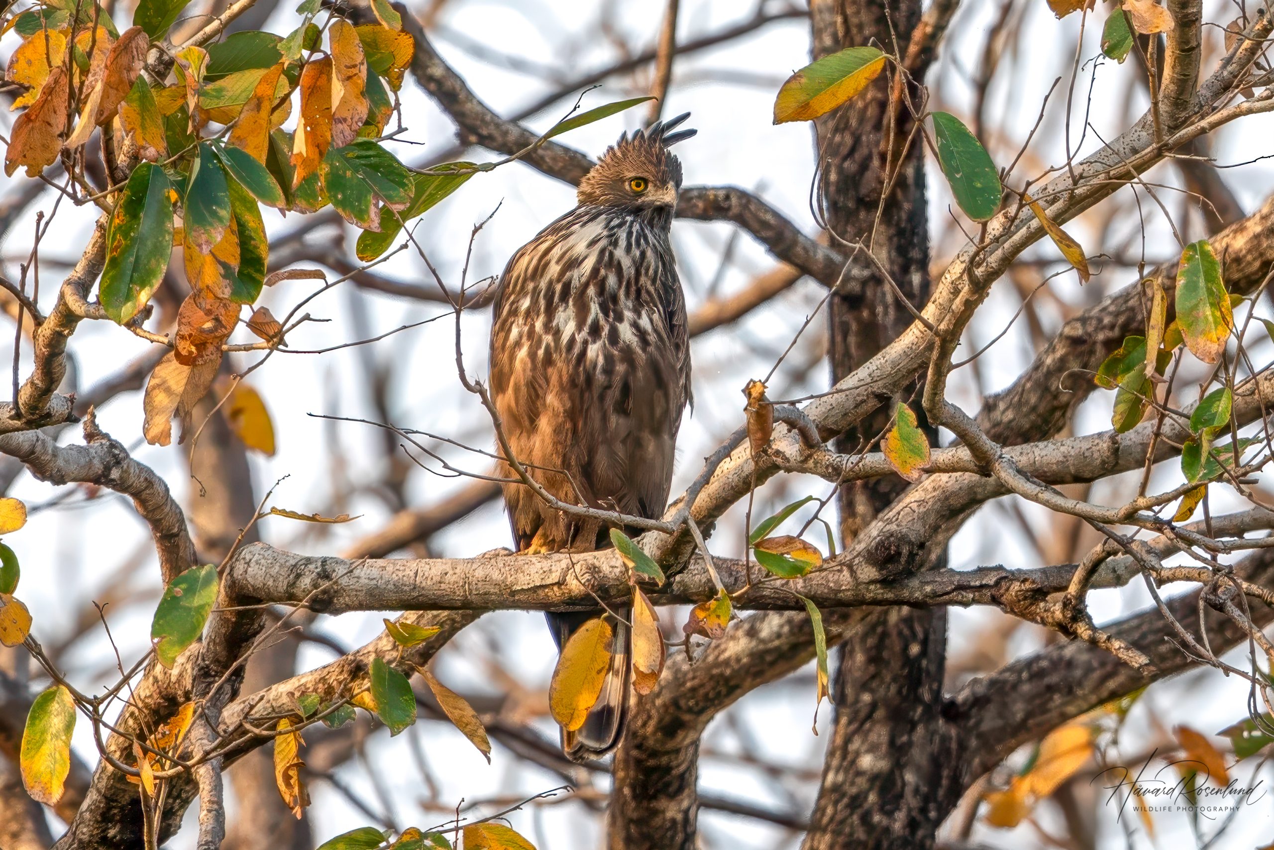 Changeable Hawk-Eagle (Nisaetus cirrhatus) @ Satpura National Park, India. Photo: Håvard Rosenlund