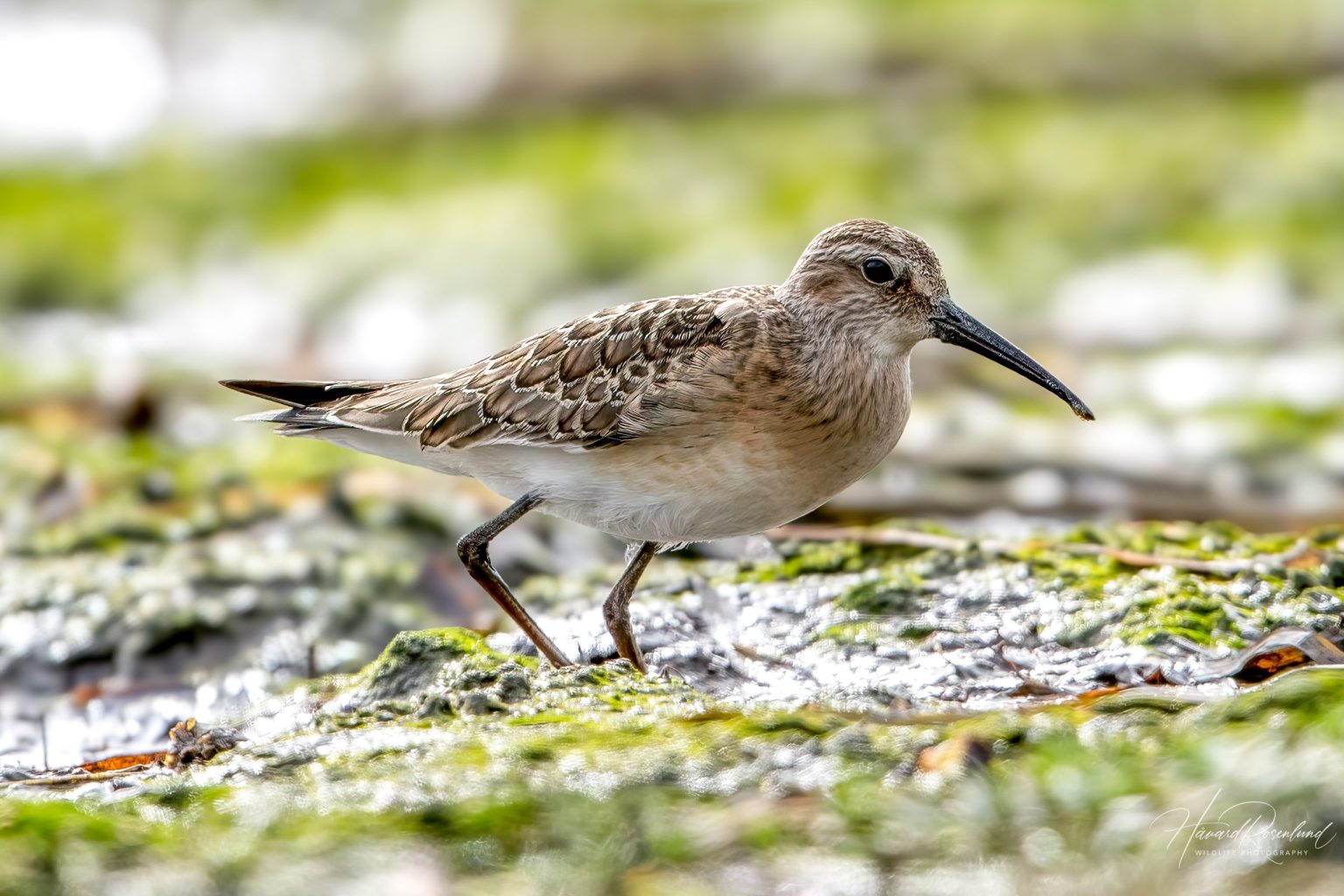 curlew-sandpiper-calidris-ferruginea-wildlife-vagabond