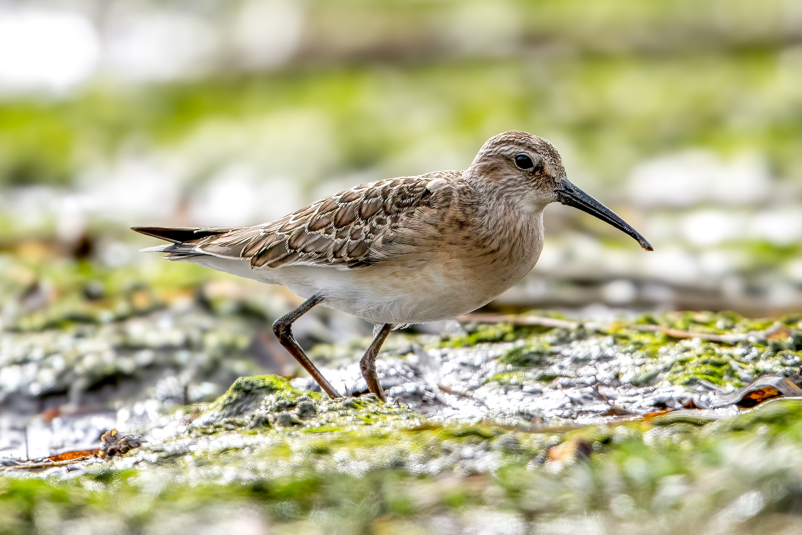 Curlew Sandpiper (Calidris ferruginea) @ Fornebu, Norway. Photo: Håvard Rosenlund