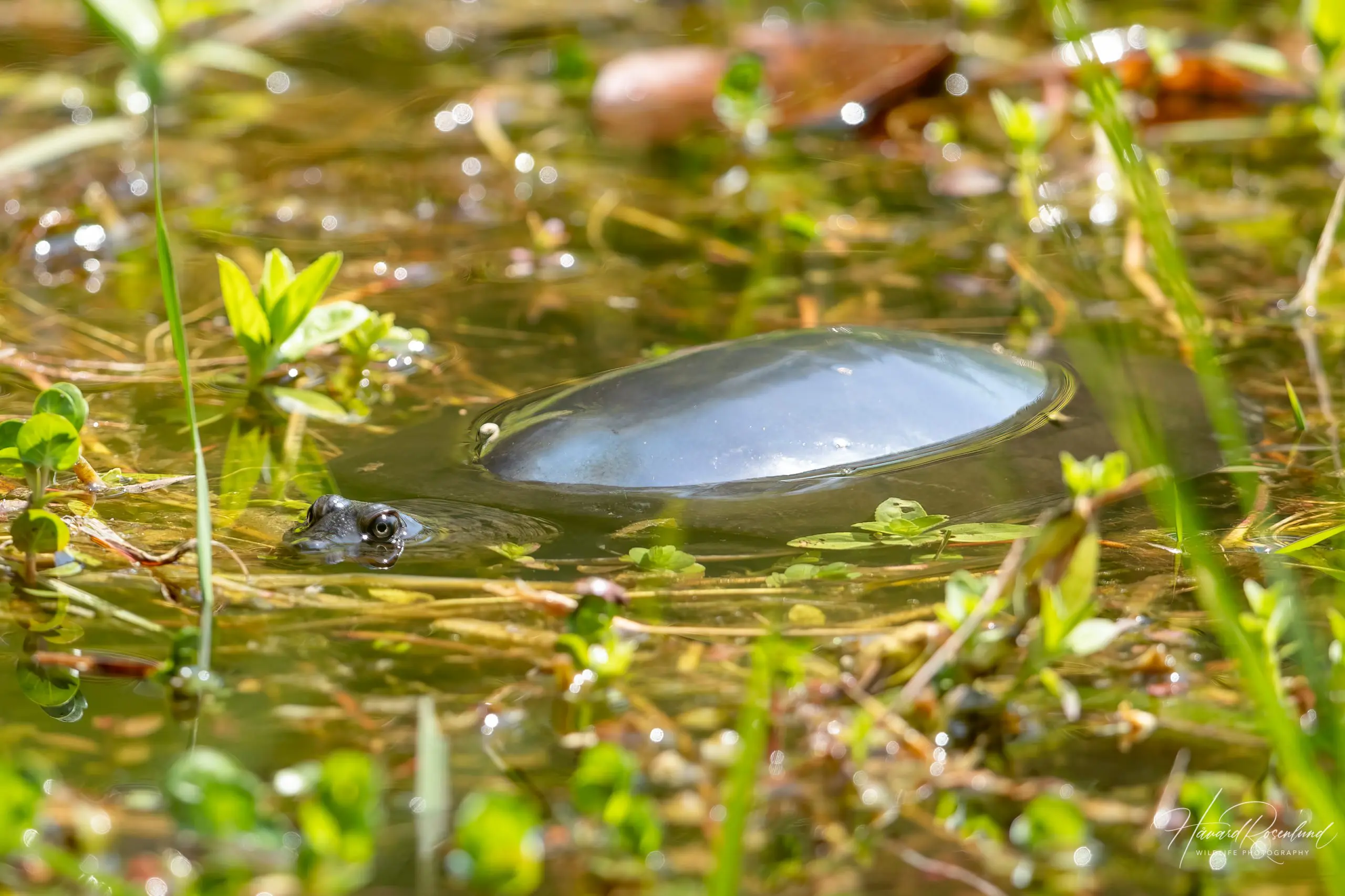 Indian Flapshell Turtle (Lissemys punctata) @ Bandhavgarh National Park, India. Photo: Håvard Rosenlund