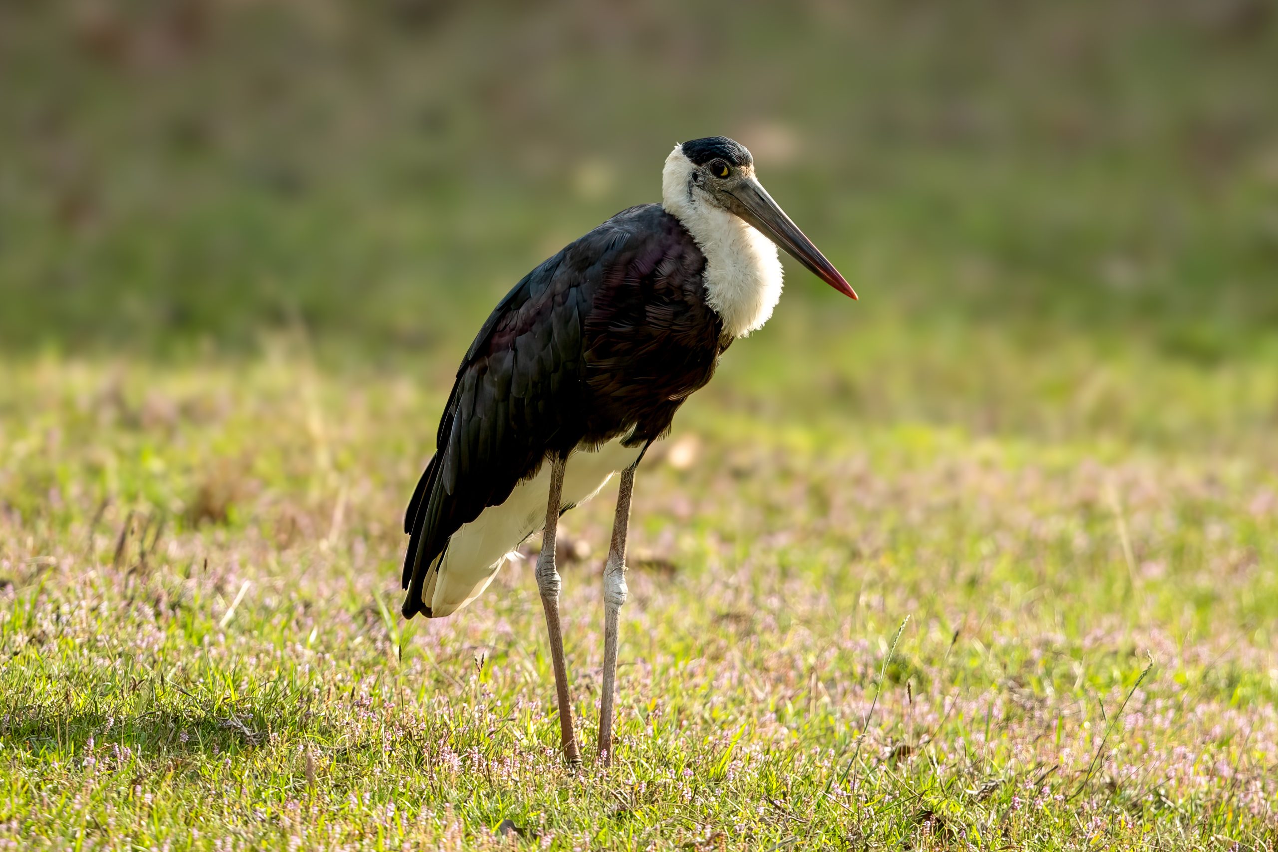 Ullhalsstork (Ciconia episcopus) @ Bandhavgarh National Park, India. Foto: Håvard Rosenlund