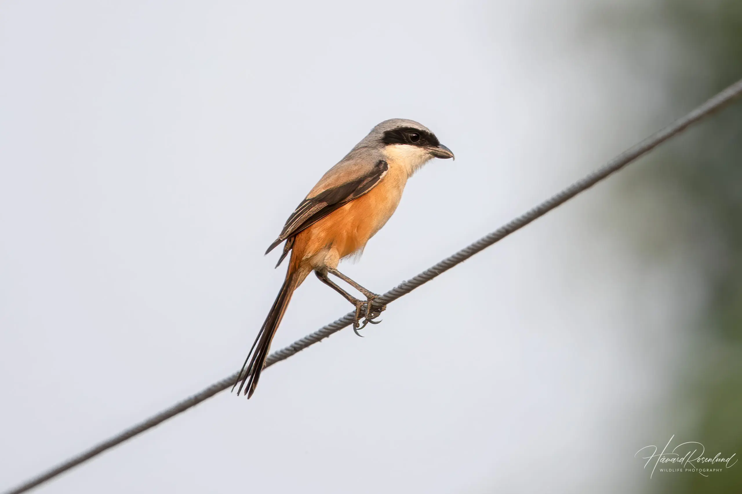 Long-tailed Shrike (Lanius schach) @ Satpura National Park, India. Photo: Håvard Rosenlund