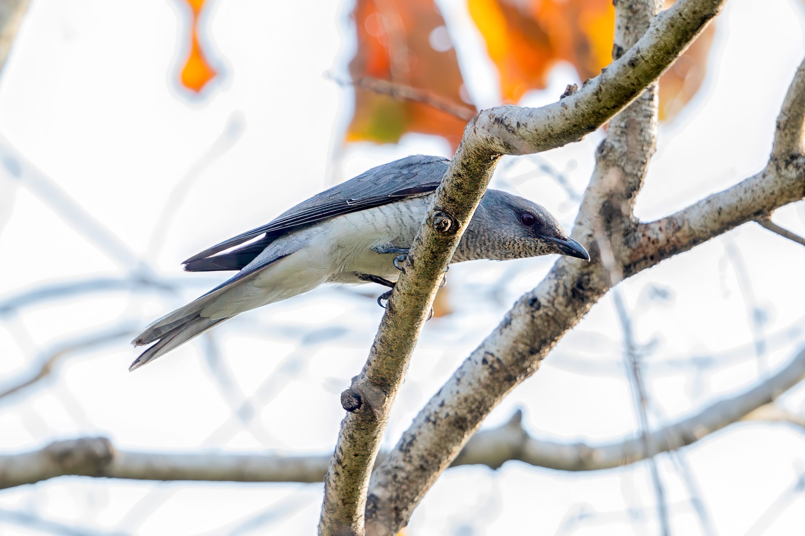 Large Cuckooshrike (Coracina macei) @ Kanha National Park, India. Photo: Håvard Rosenlund