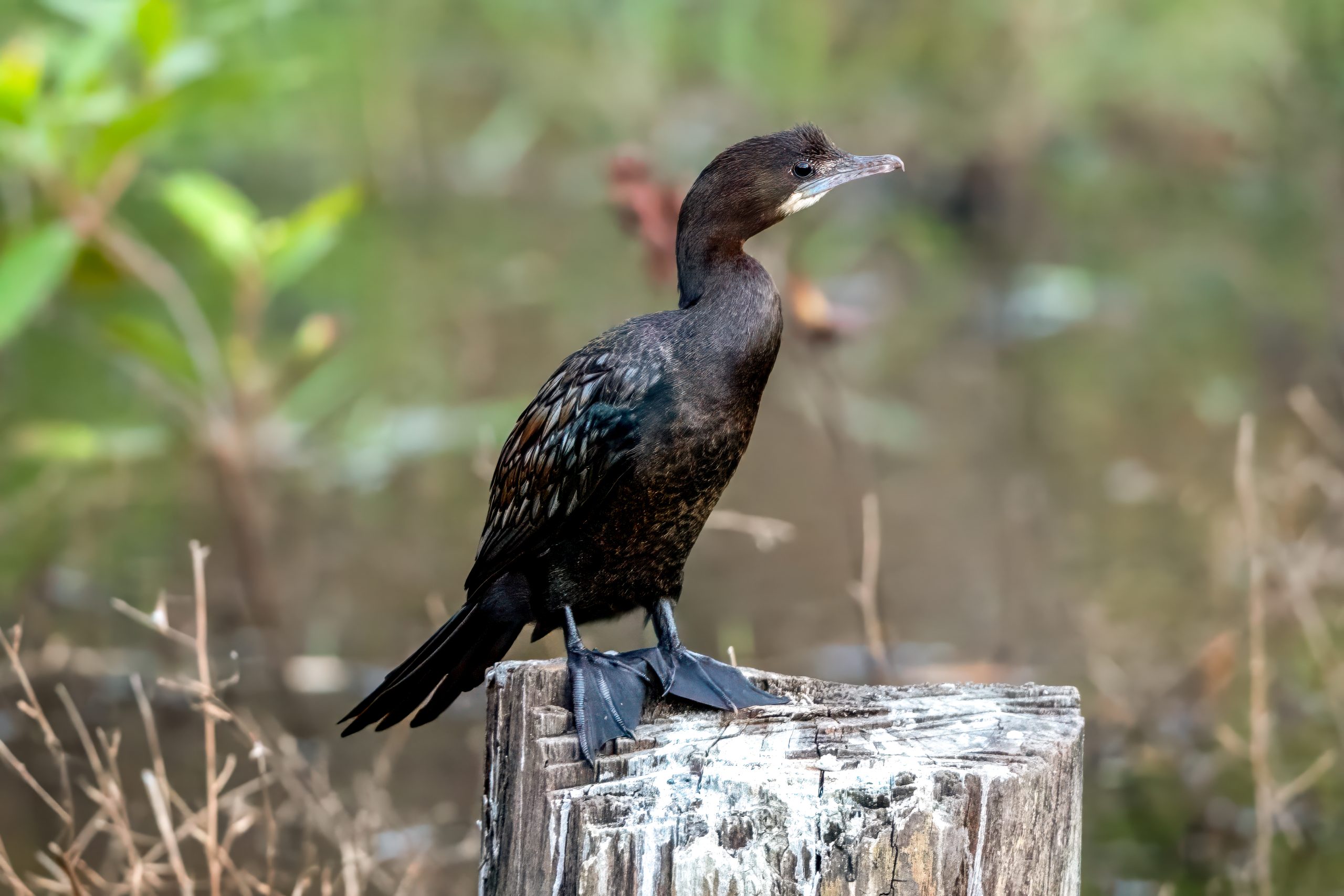 Little Cormorant (Microcarbo niger) @ Bandhavgarh National Park, India. Photo: Håvard Rosenlund