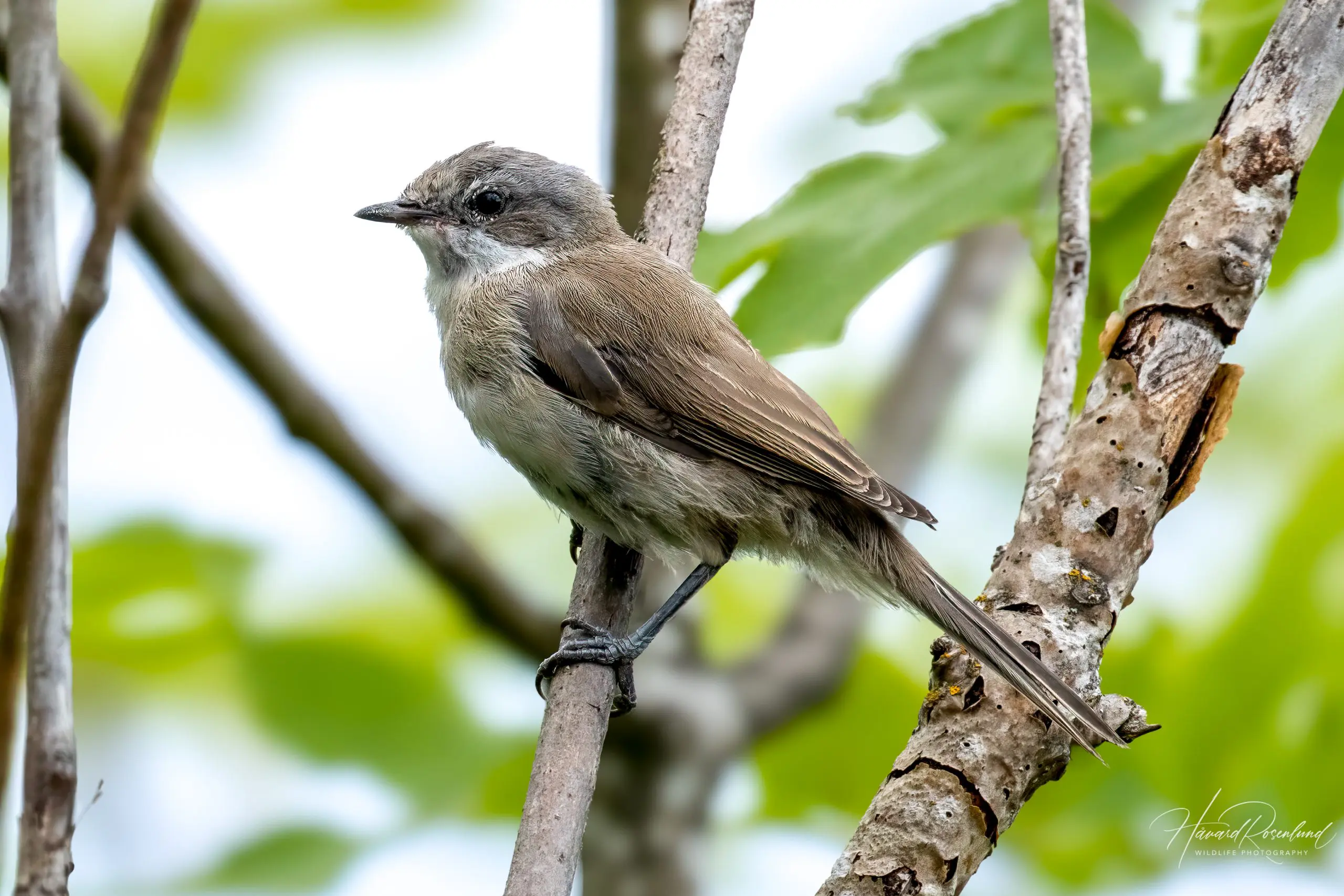 Lesser Whitethroat (Curruca curruca) @ Gressholmen, Oslo, Norway. Photo: Håvard Rosenlund