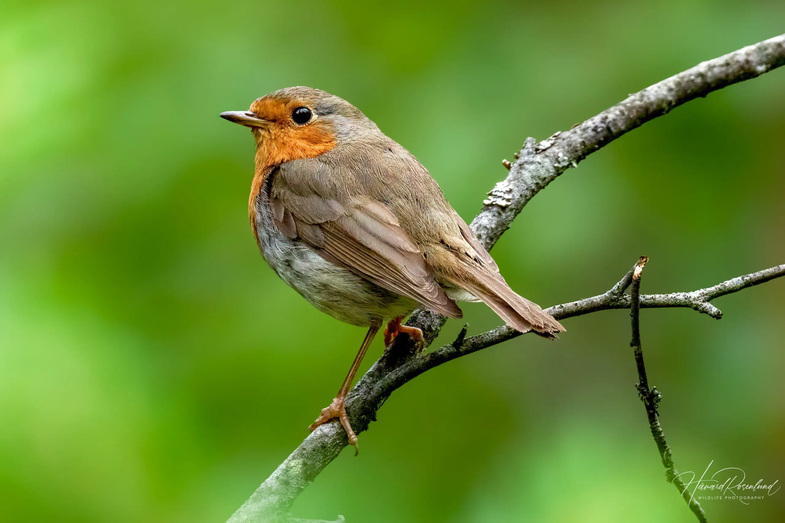 European Robin (Erithacus rubecula) @ Ås, Norway. Photo: Håvard Rosenlund