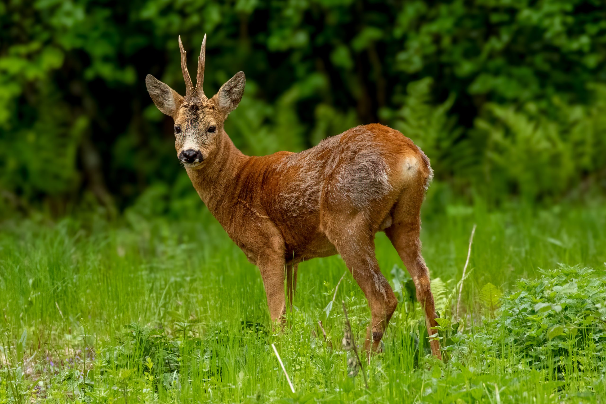 European Roe Deer (Capreolus capreolus) @ Fornebu, Norway. Photo: Håvard Rosenlund