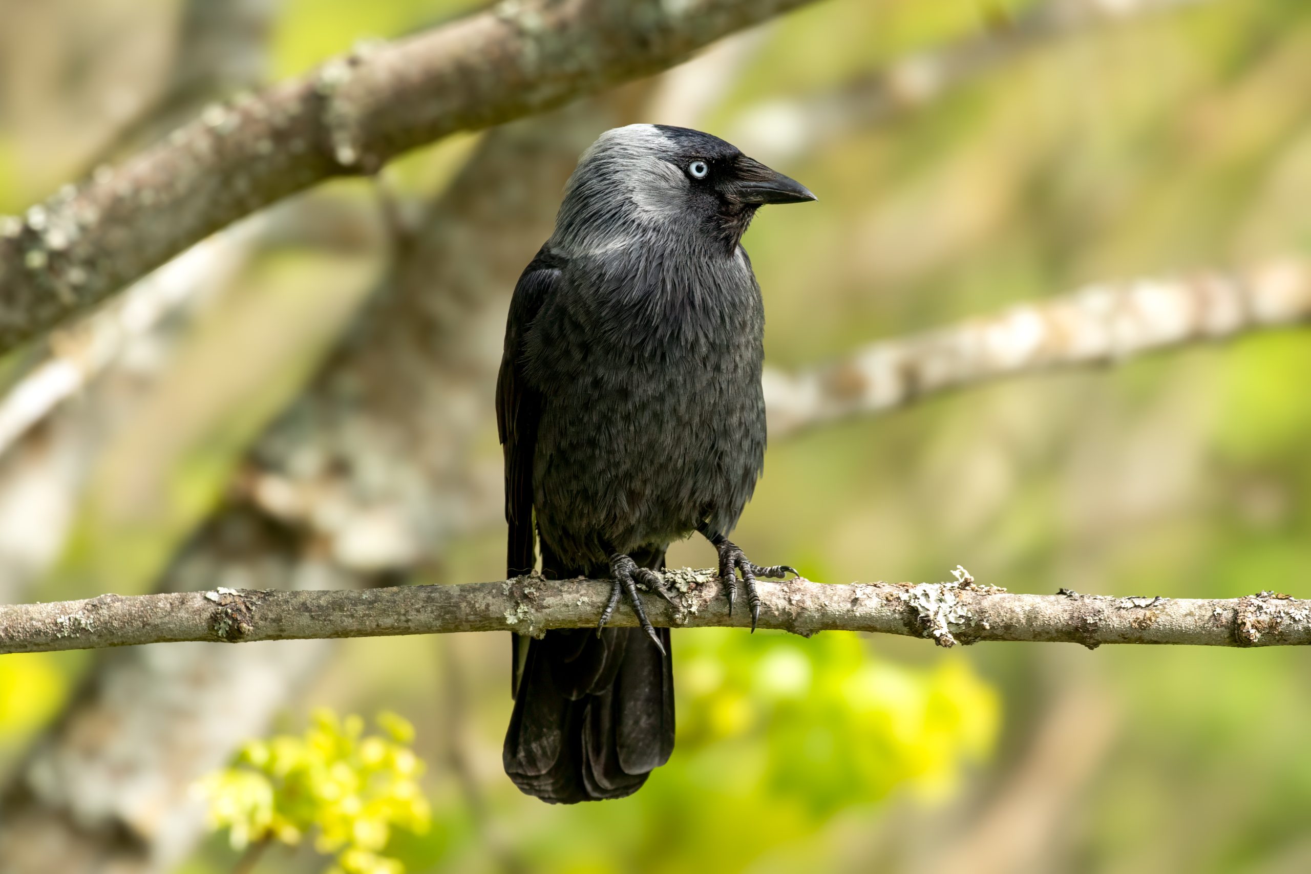 Eurasian Jackdaw (Coloeus monedula) @ Nittedal, Norway. Photo: Håvard Rosenlund