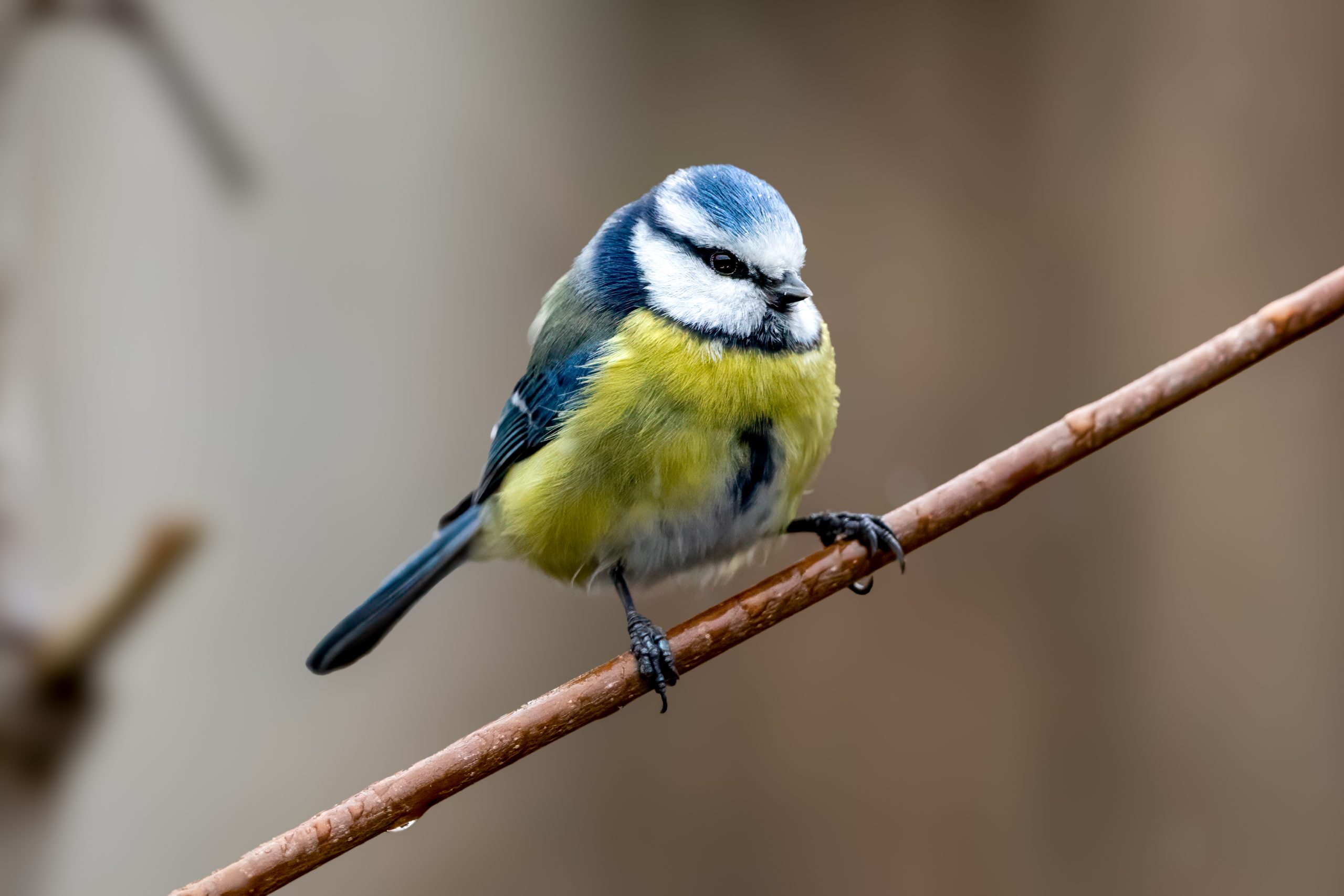 Blåmeis (Cyanistes caeruleus) @ Asker. Foto: Håvard Rosenlund