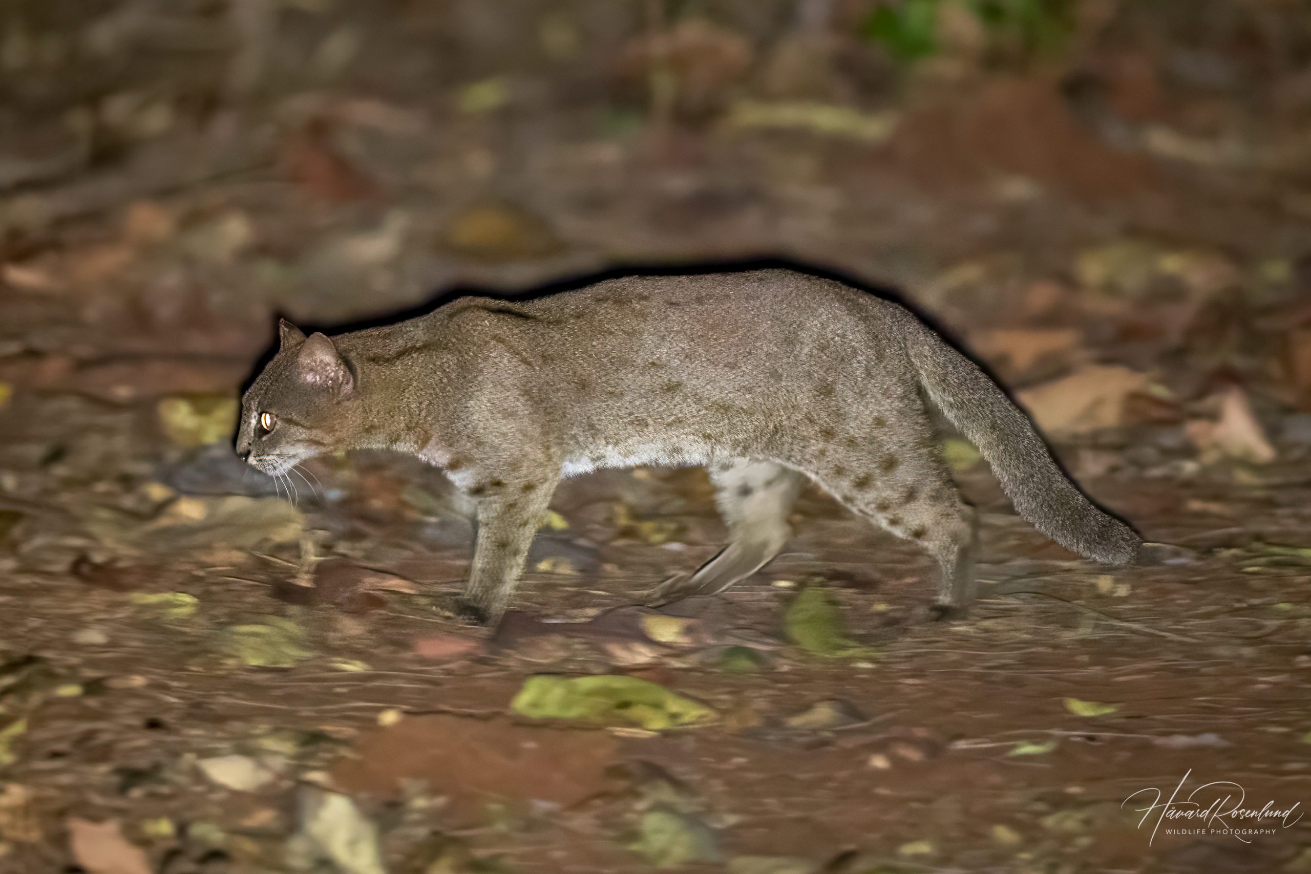 Rusty-spotted Cat (Prionailurus rubiginosus) @ Satpura National Park, India. Photo: Håvard Rosenlund