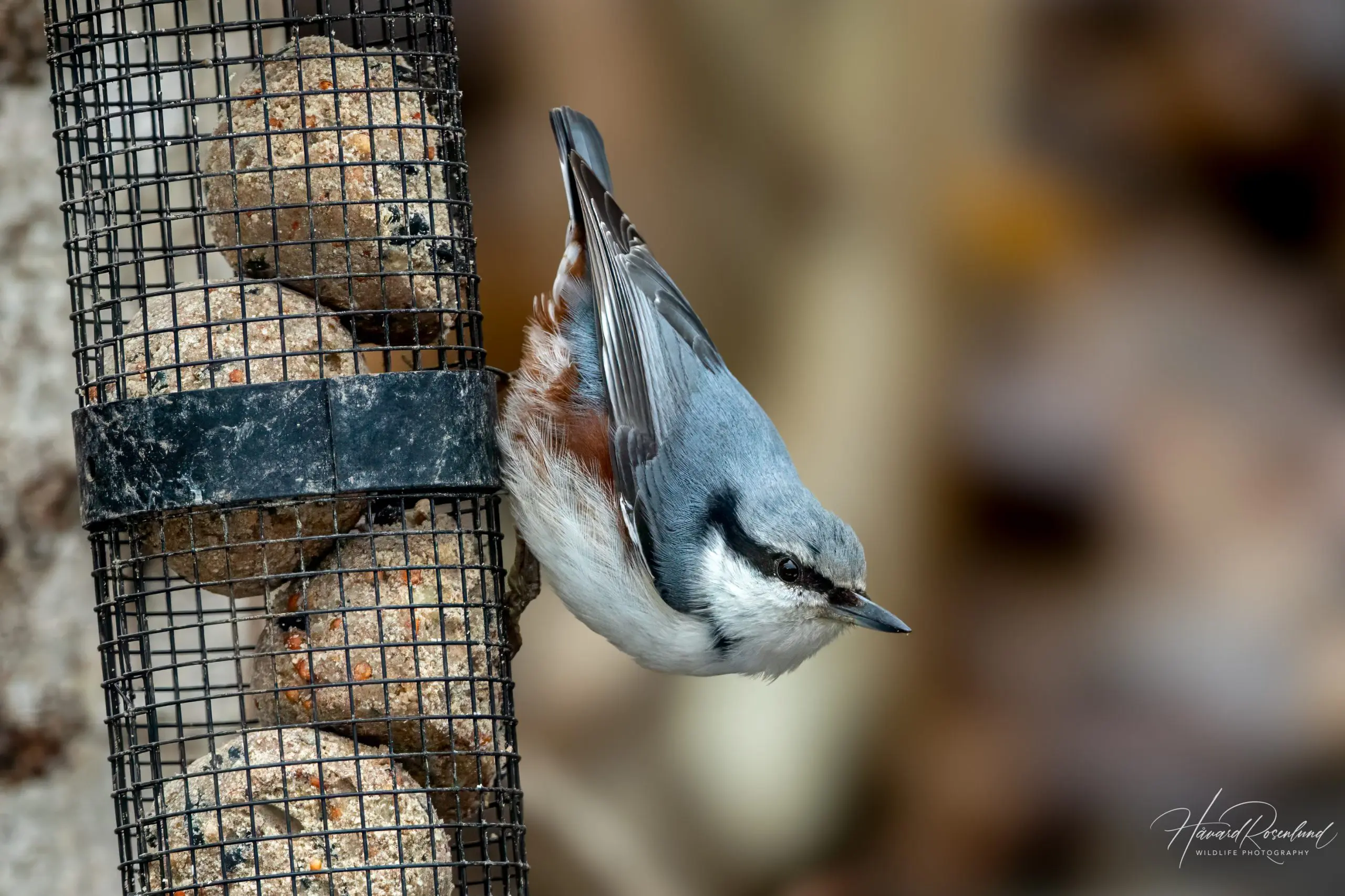 Eurasian Nuthatch (Sitta europaea) @ Asker, Norway. Photo: Håvard Rosenlund