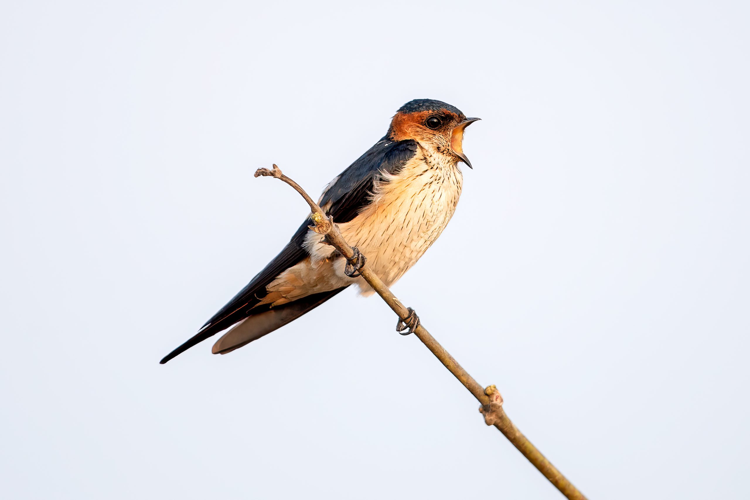 Red-rumped Swallow (Cecropis daurica) @ Satpura National Park, India. Photo: Håvard Rosenlund