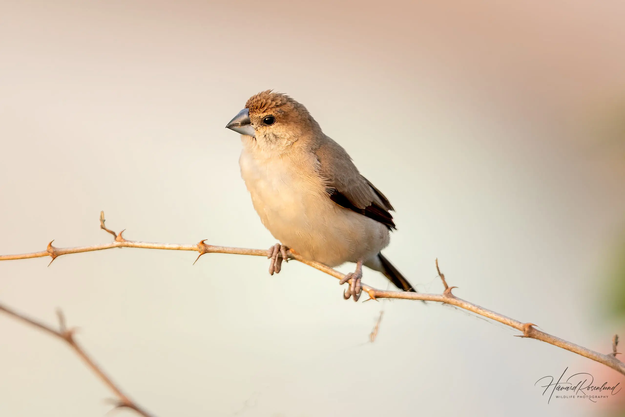 Indian Silverbill (Euodice malabarica) @ Satpura National Park, India. Photo: Håvard Rosenlund